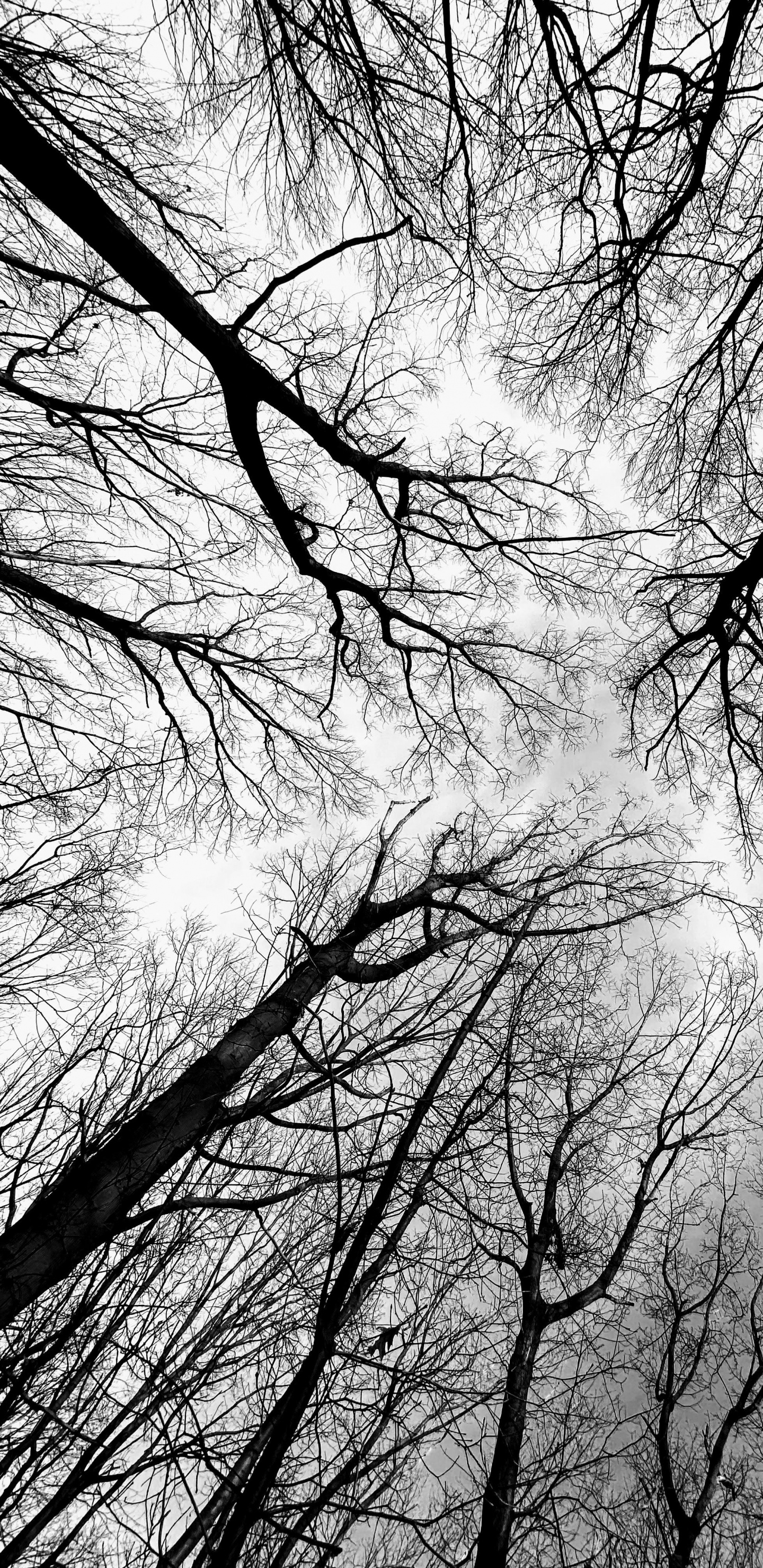 Baum, Schwarz Und Weiß, Zweig, Atmosphäre, Naturlandschaft. Wallpaper in 1440x2960 Resolution