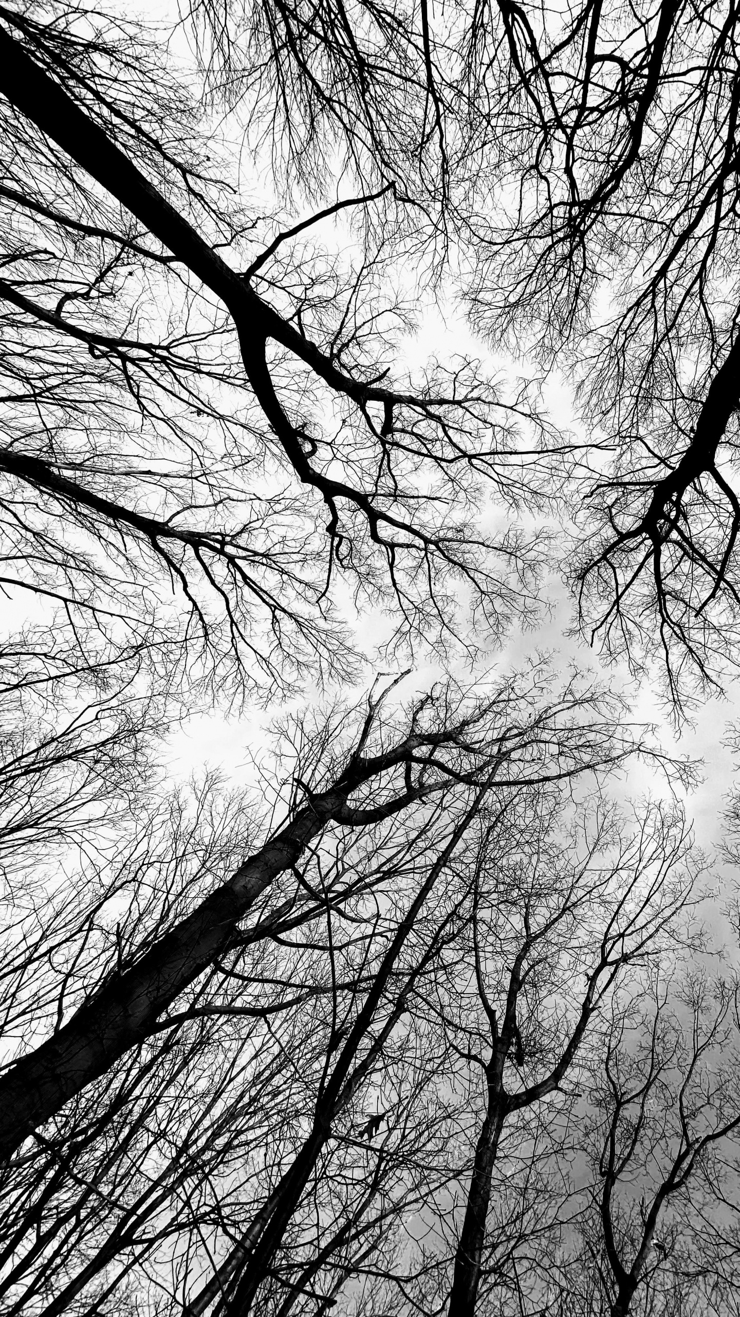 黑色和白色的, 树枝, 气氛, 自然景观, 木 壁纸 1440x2560 允许