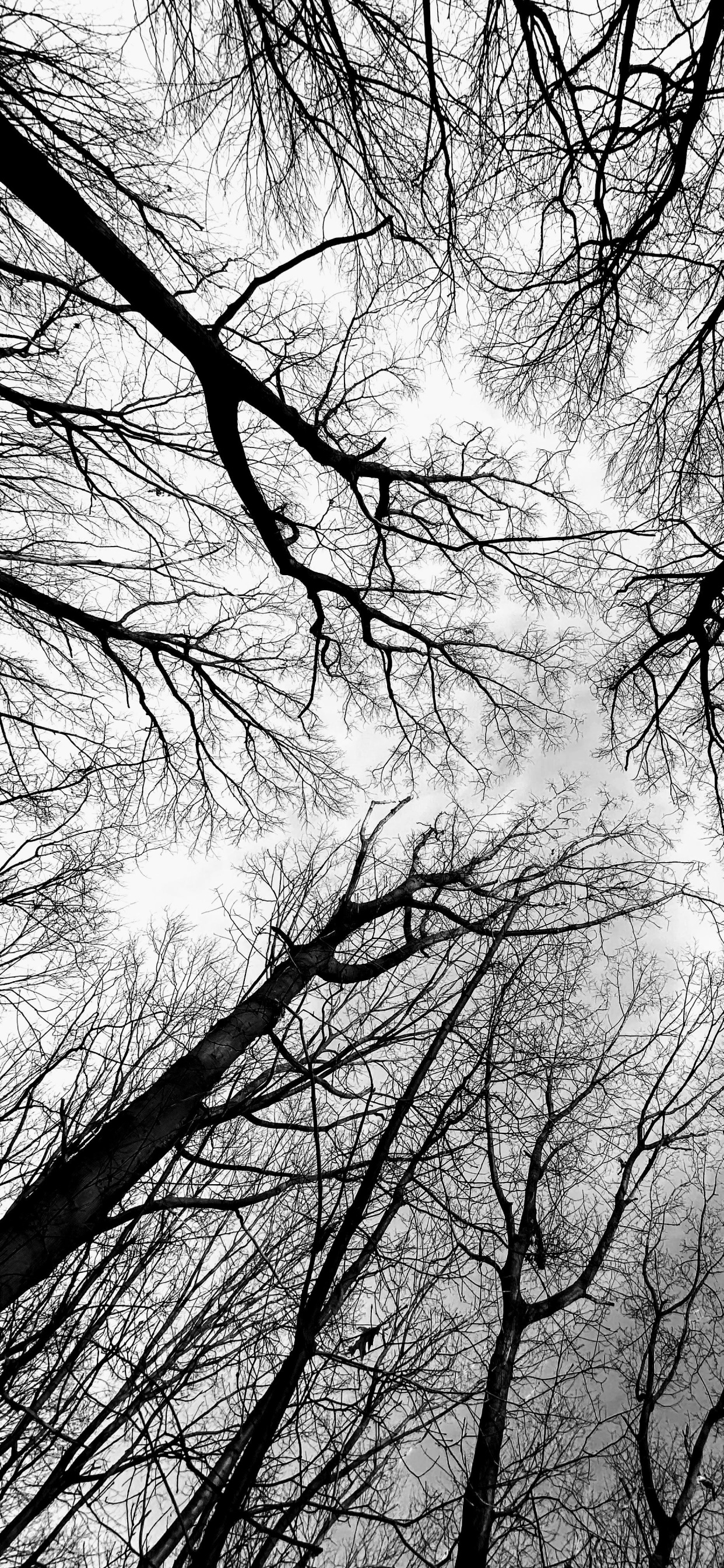 Noir et Blanc, Rameau, Atmosphère, Paysage Naturel, Feuilles Caduques. Wallpaper in 1242x2688 Resolution