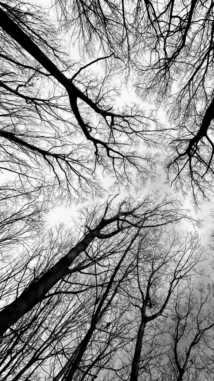 Tree, Black and White, Twig, Atmosphere, Natural Landscape. Wallpaper in 750x1334 Resolution