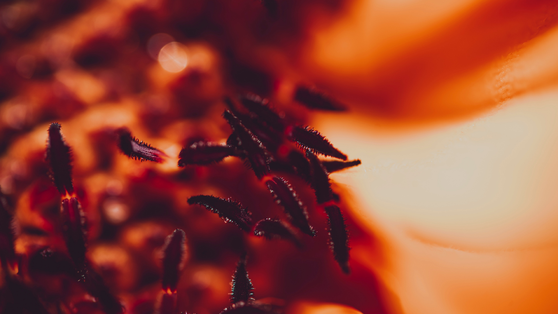 Orange, Wasser, Pollen, Fabrik, Himmel. Wallpaper in 1920x1080 Resolution