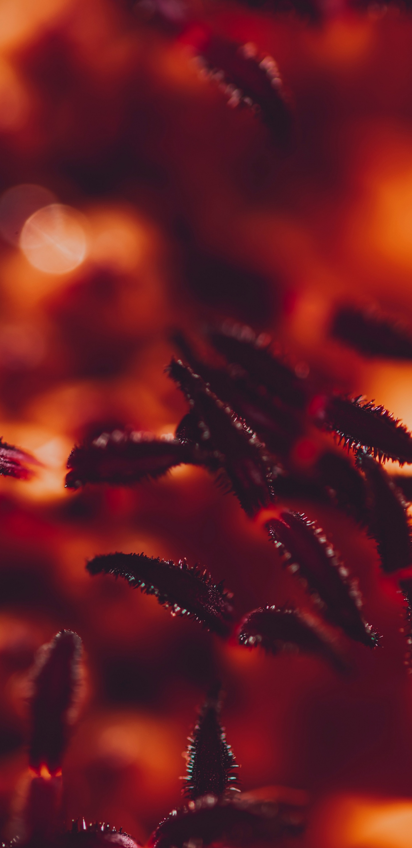 Red, Orange, Water, Plant, Flower. Wallpaper in 1440x2960 Resolution