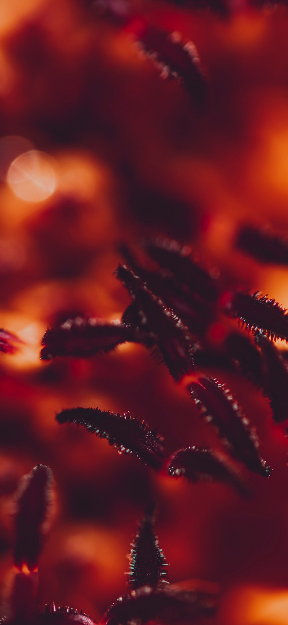 Red, Orange, Eau, Pollen, Usine. Wallpaper in 1125x2436 Resolution