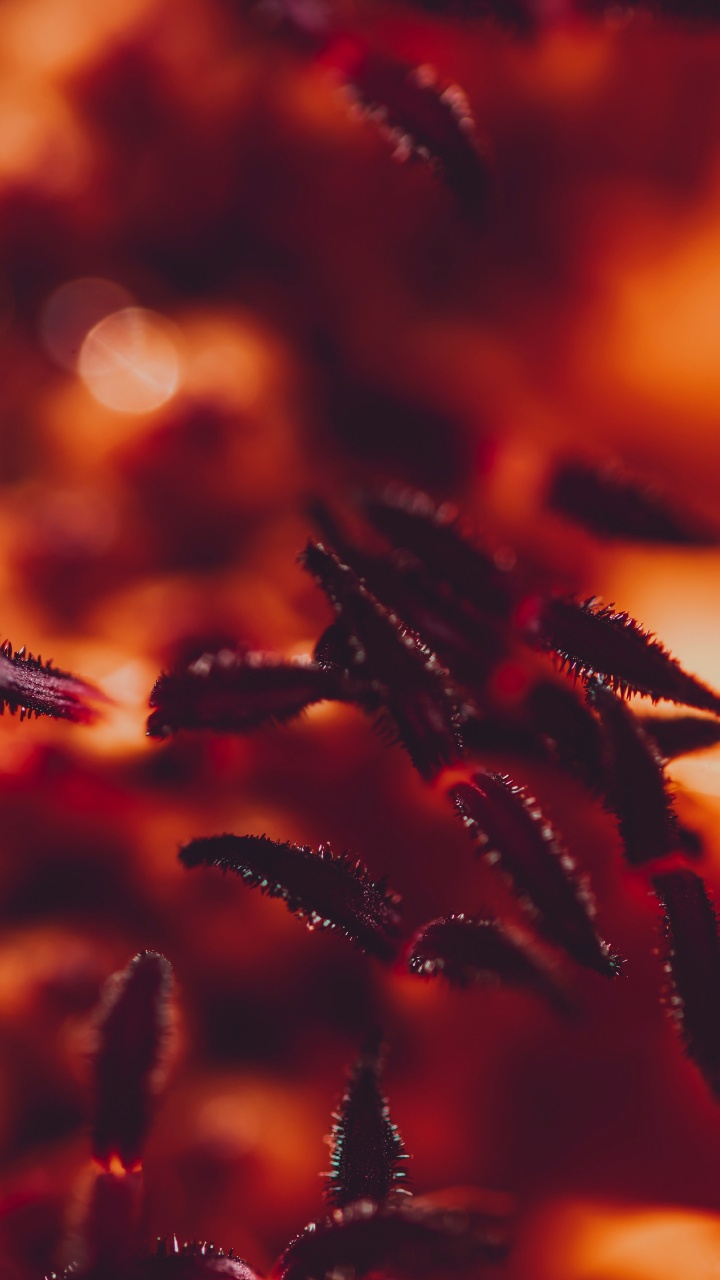 Red, Orange, Eau, Pollen, Usine. Wallpaper in 720x1280 Resolution