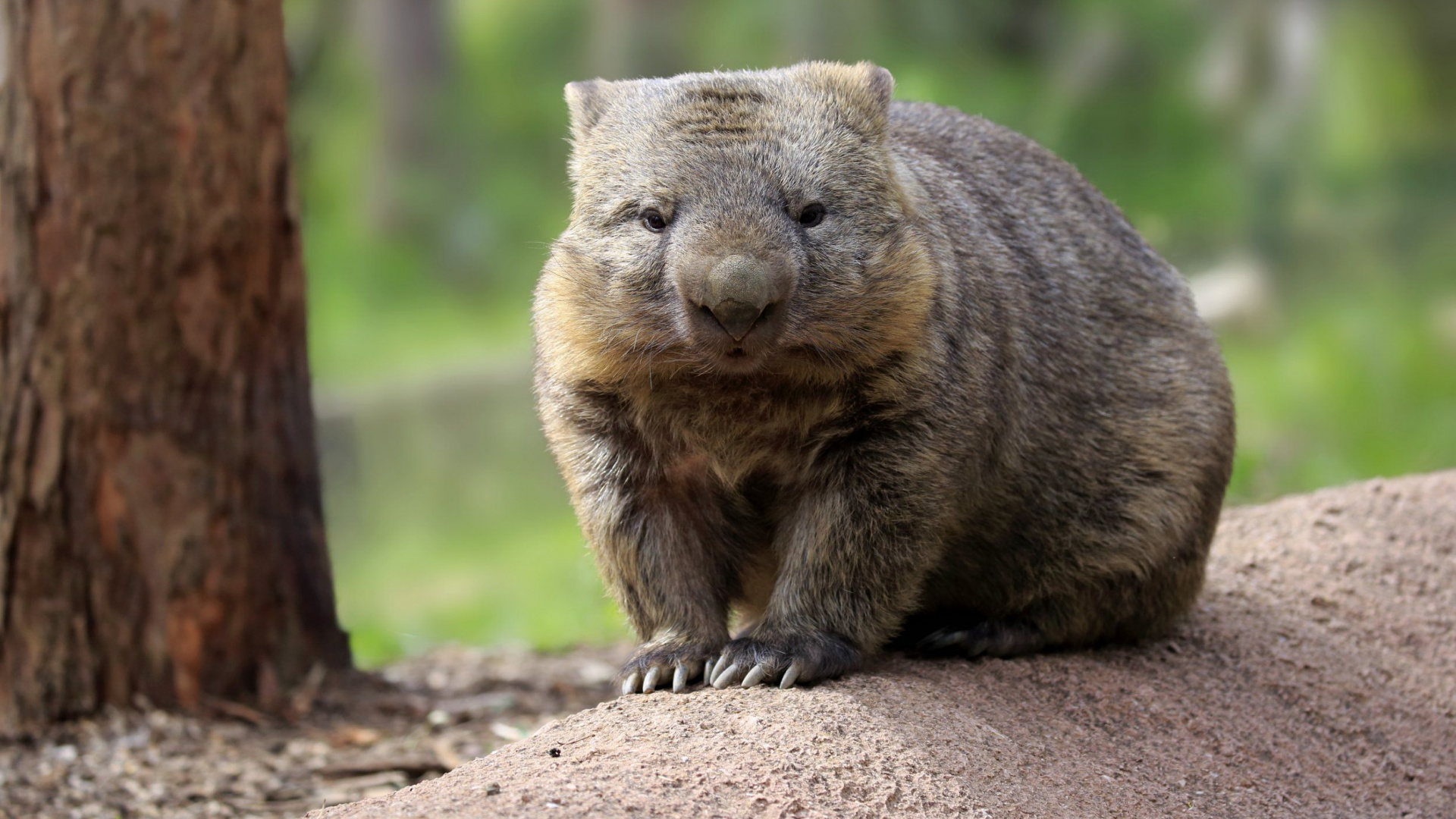 Koala, Los Animales Terrestres, Wombat, Marsupial, Fauna. Wallpaper in 1920x1080 Resolution