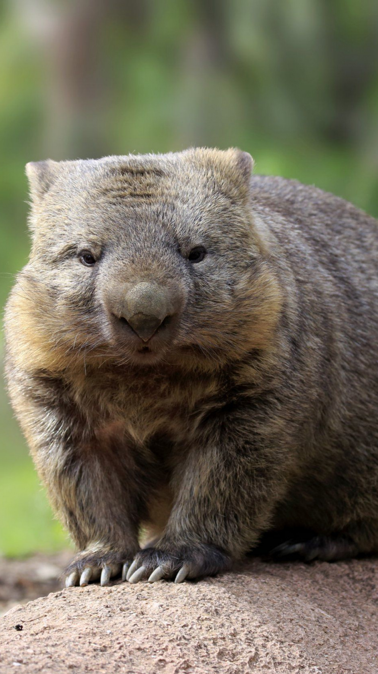 Koala, Los Animales Terrestres, Wombat, Marsupial, Fauna. Wallpaper in 750x1334 Resolution