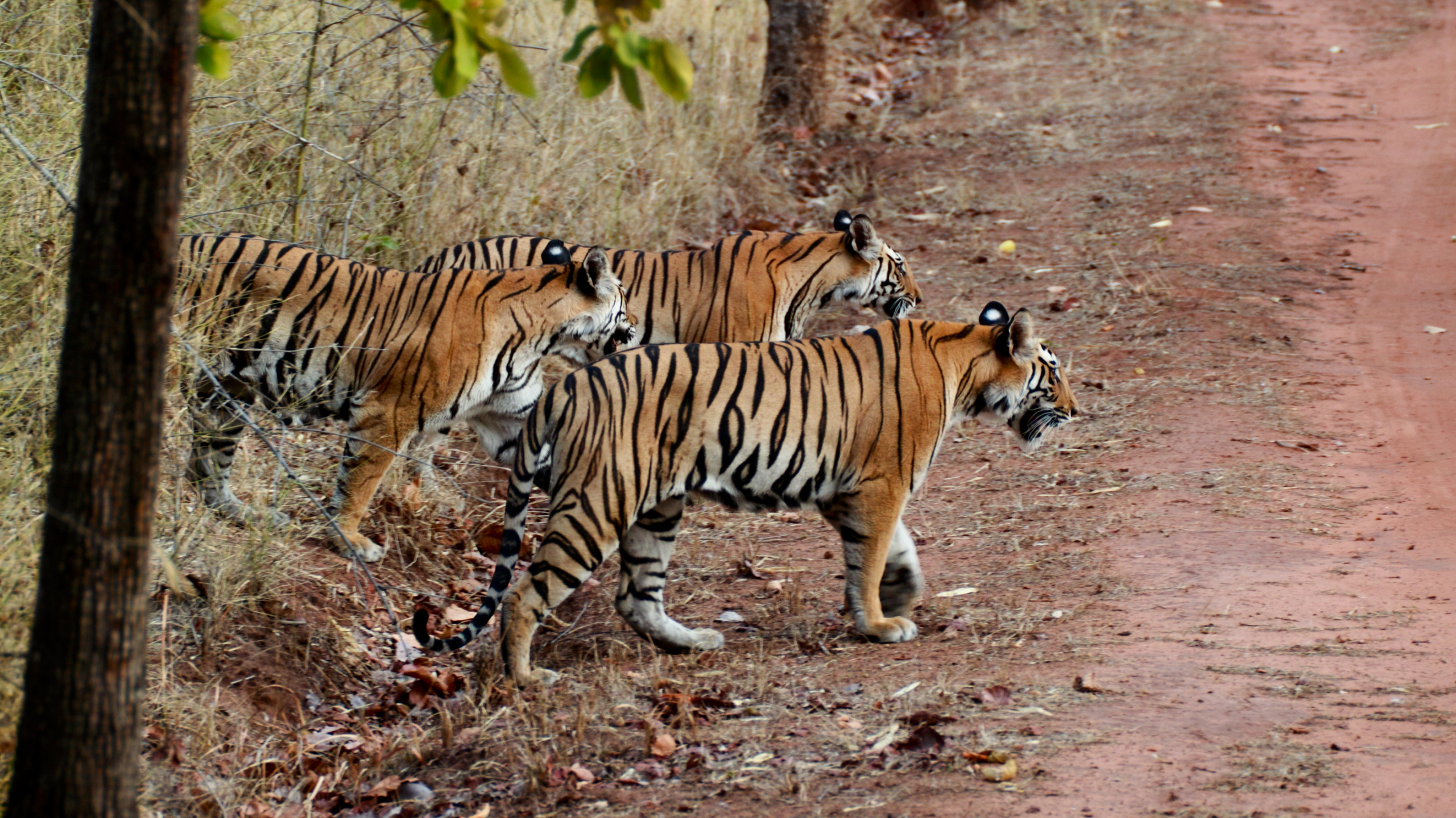 Tiger Walking on Dirt Ground During Daytime. Wallpaper in 2560x1440 Resolution