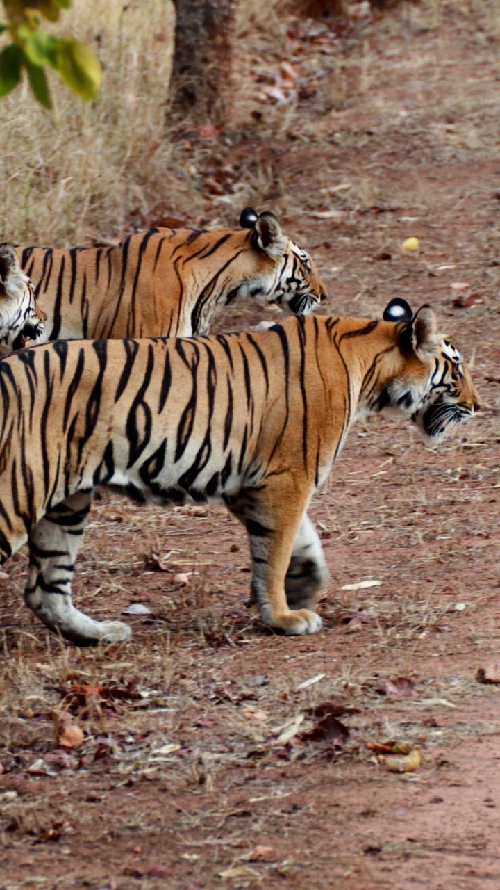 Tiger Walking on Dirt Ground During Daytime. Wallpaper in 720x1280 Resolution
