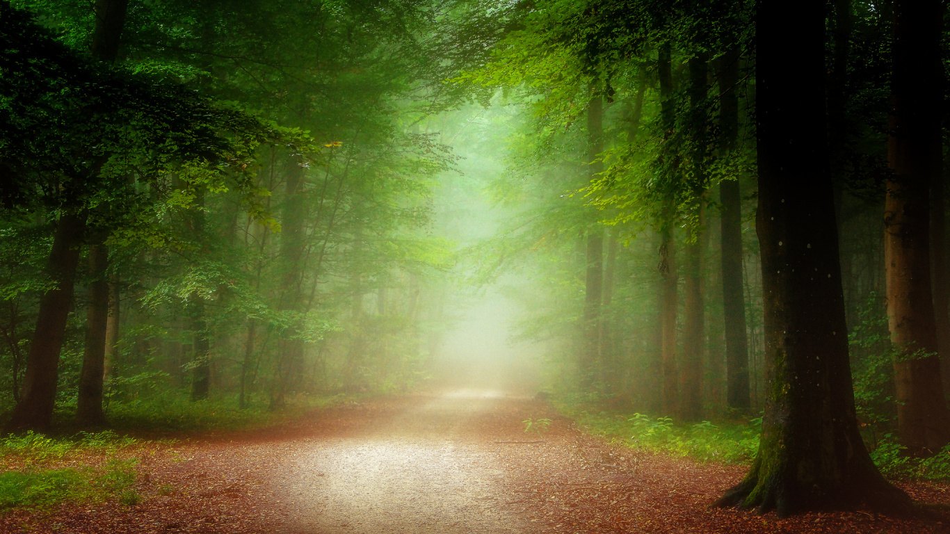 Brown Dirt Road Between Green Trees. Wallpaper in 1366x768 Resolution