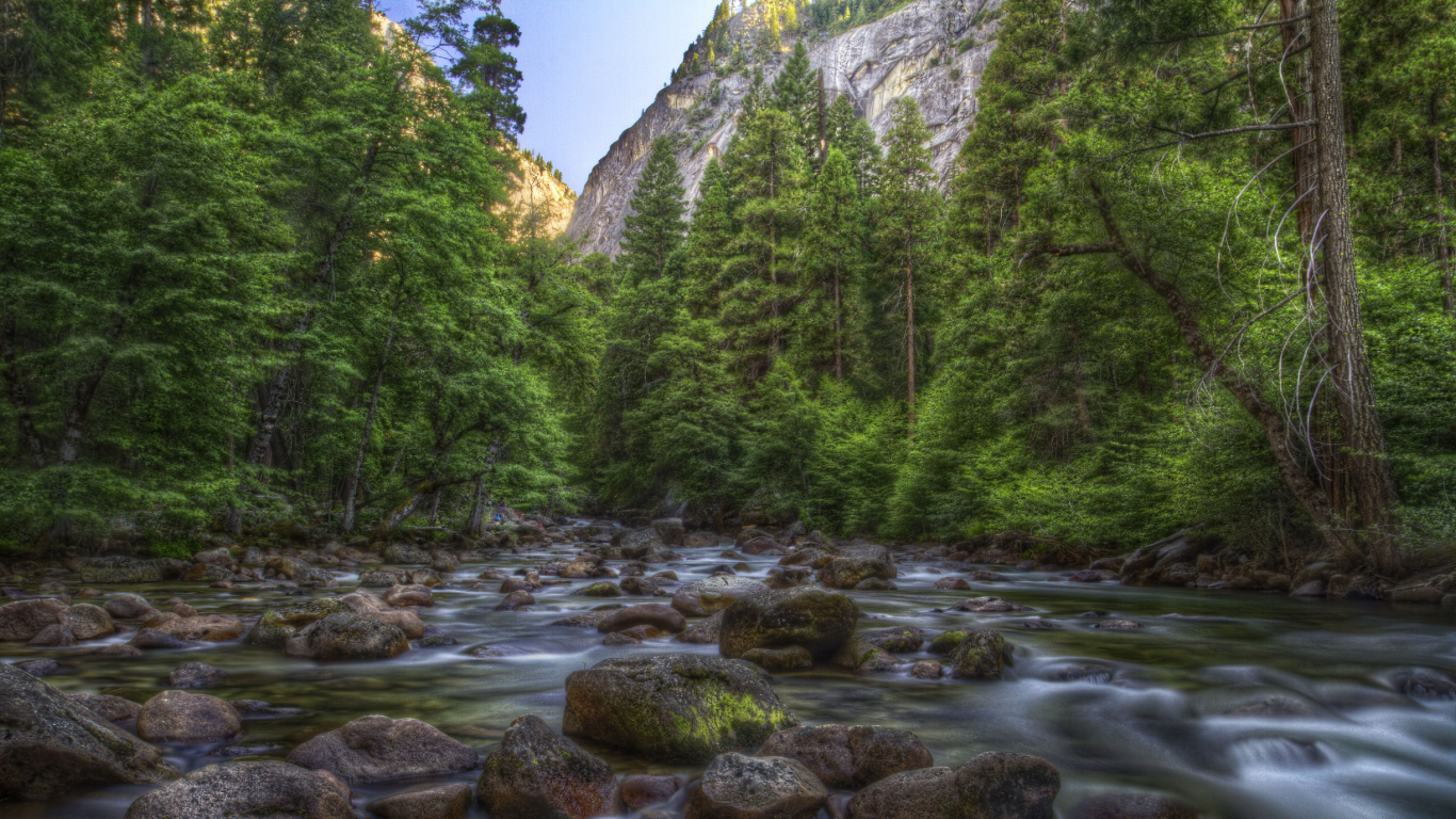 Green Trees Near River During Daytime. Wallpaper in 1366x768 Resolution