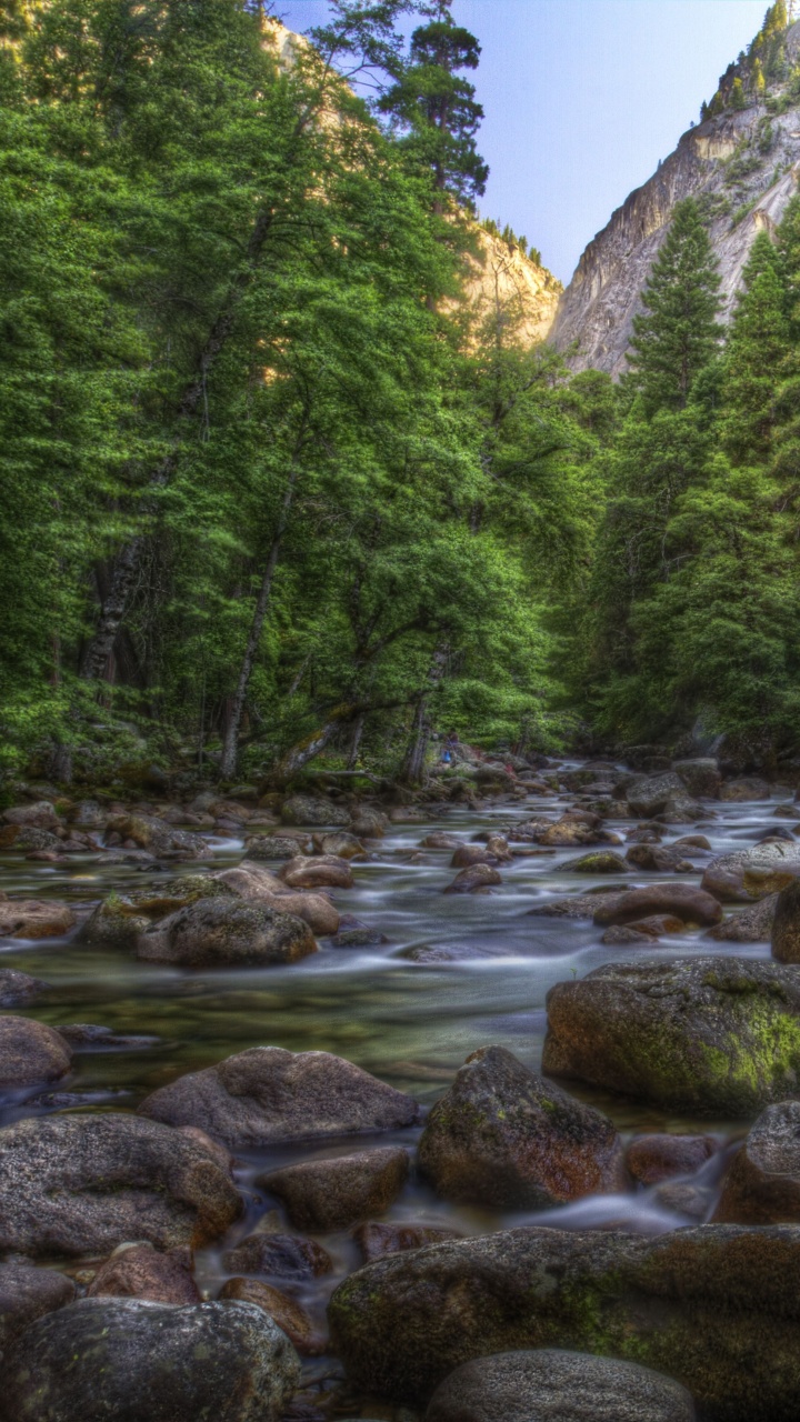 Green Trees Near River During Daytime. Wallpaper in 720x1280 Resolution