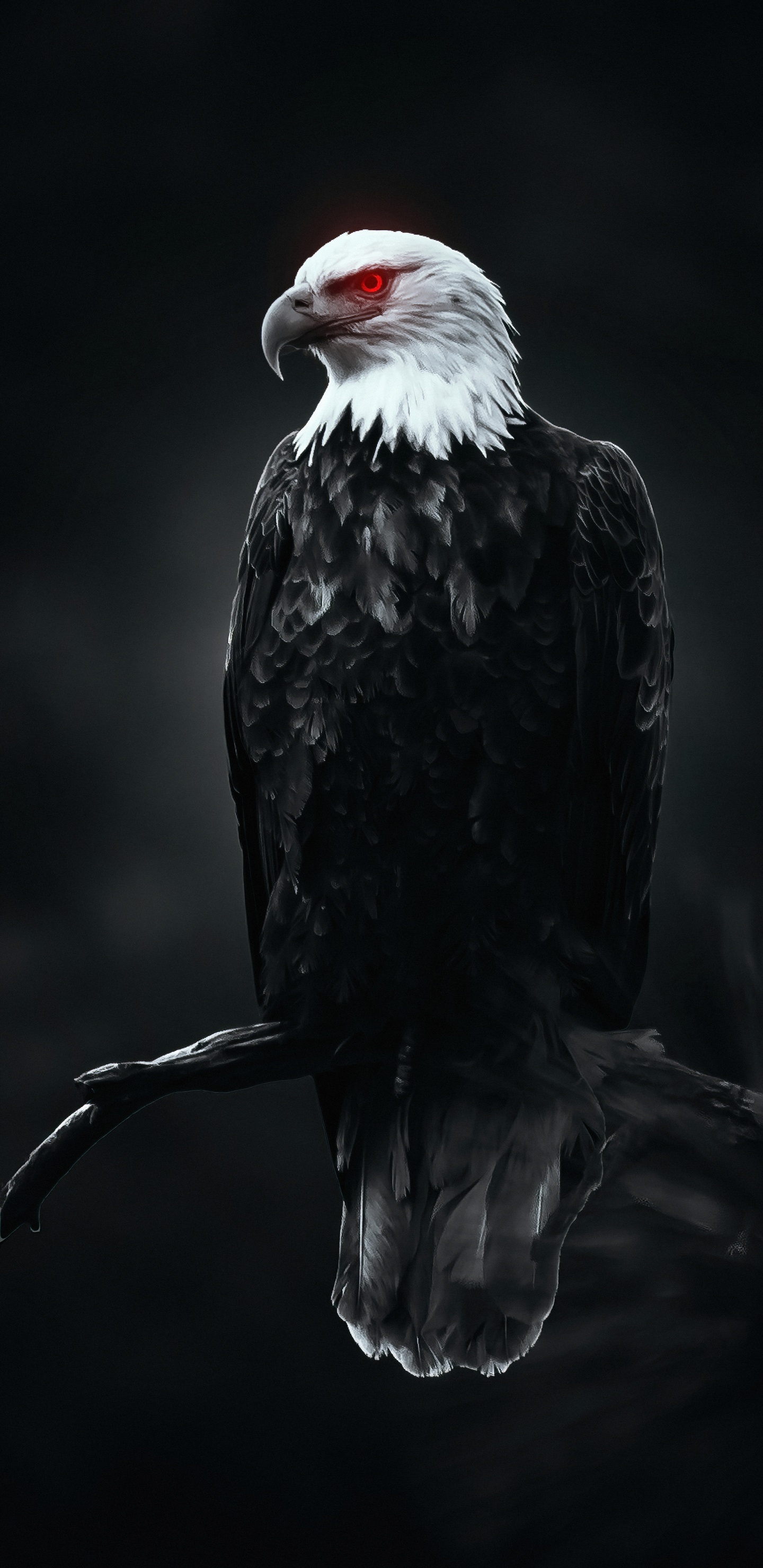 Águila, Ave, Pico, Águila Marina, Ala. Wallpaper in 1440x2960 Resolution