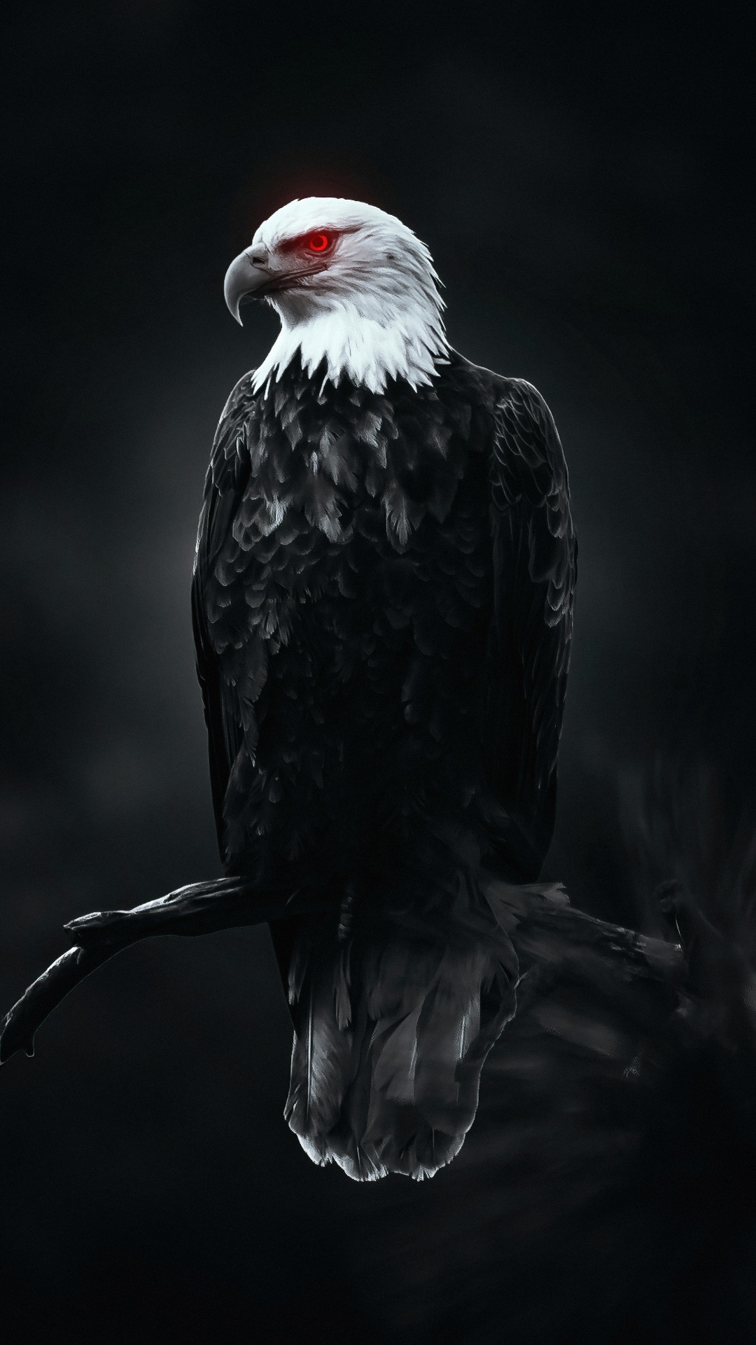 Eagle, birds, black, eagles, prey, HD phone wallpaper | Peakpx