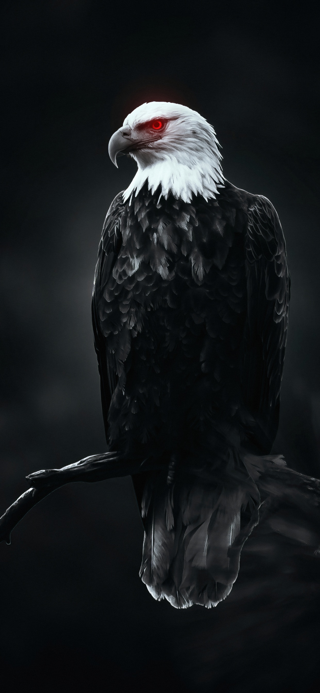 Eagle, Bird, Beak, Sea Eagle, Feather. Wallpaper in 1242x2688 Resolution