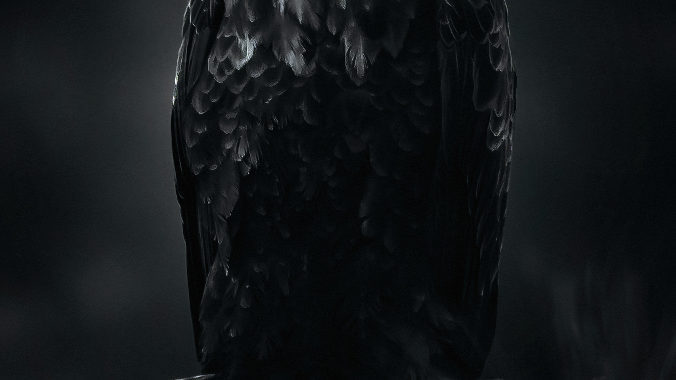 Eagle, Bird, Beak, Sea Eagle, Feather. Wallpaper in 1366x768 Resolution