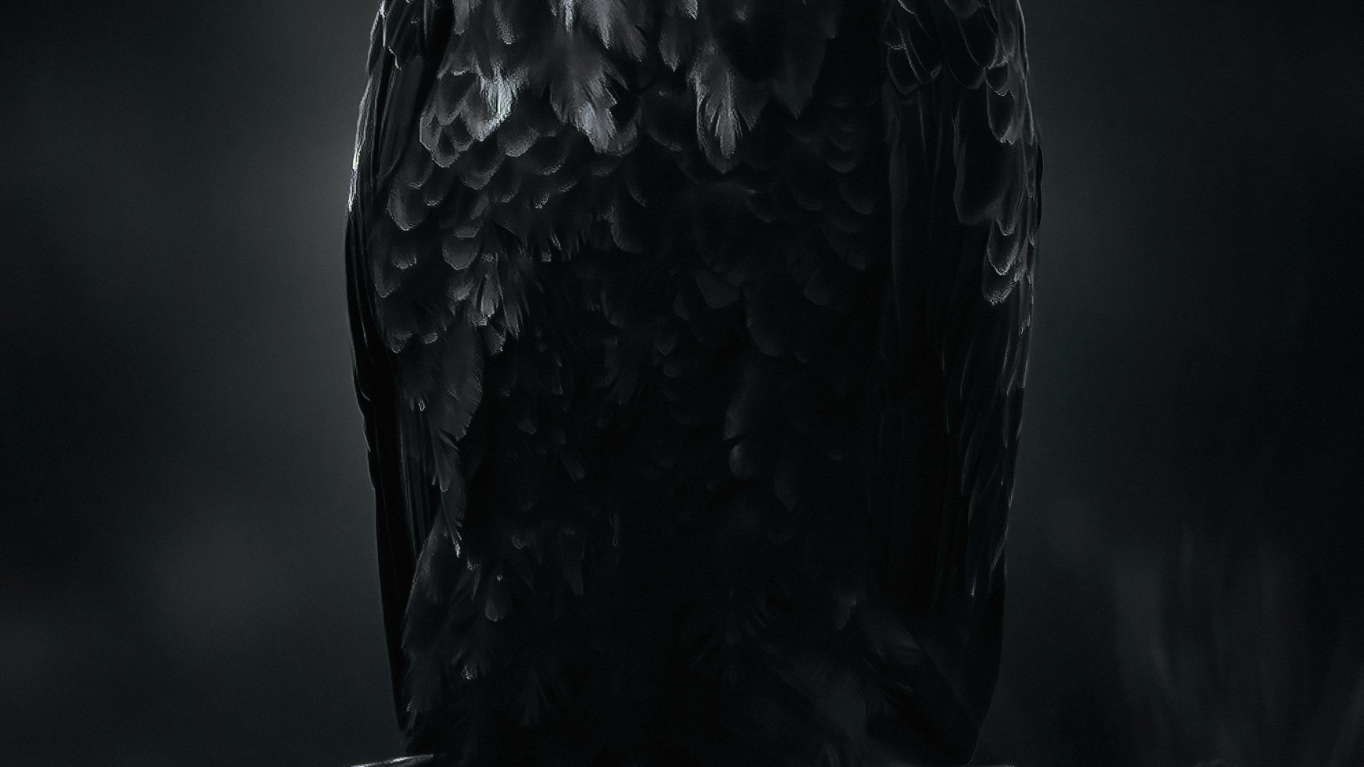 Eagle, Bird, Beak, Sea Eagle, Feather. Wallpaper in 1920x1080 Resolution