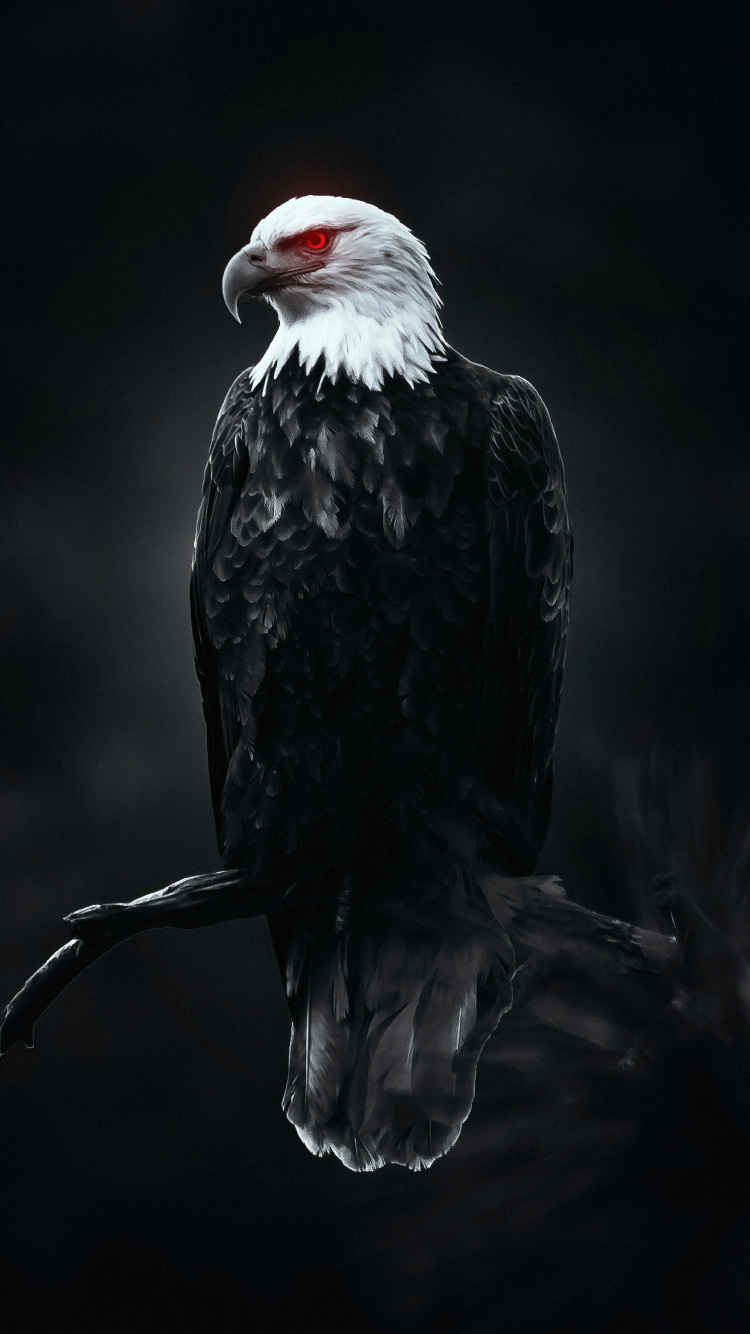 Eagle, Bird, Beak, Sea Eagle, Feather. Wallpaper in 750x1334 Resolution