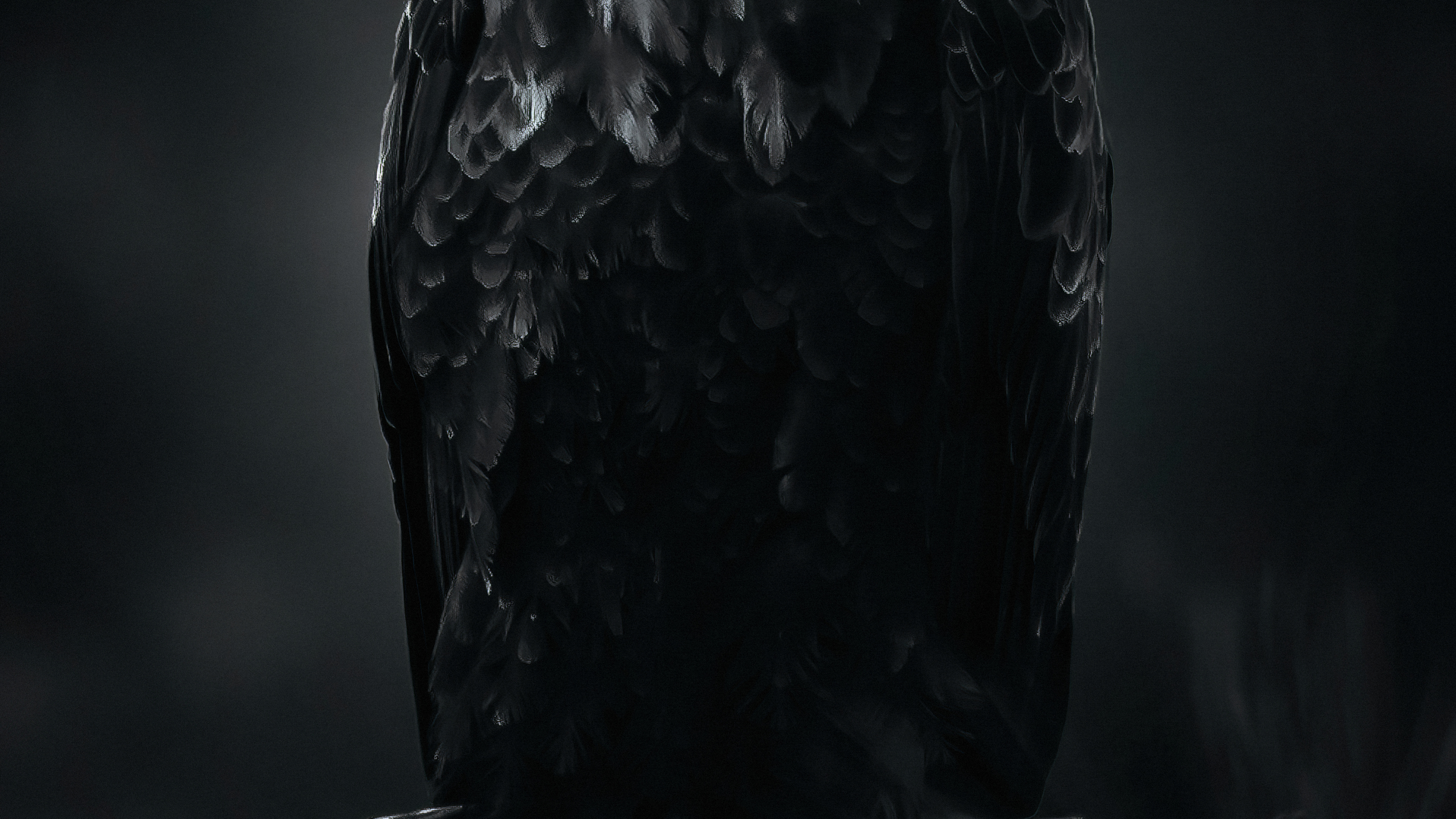 老鹰, 鸟, 羽毛, 翼, Falconiformes 壁纸 3840x2160 允许