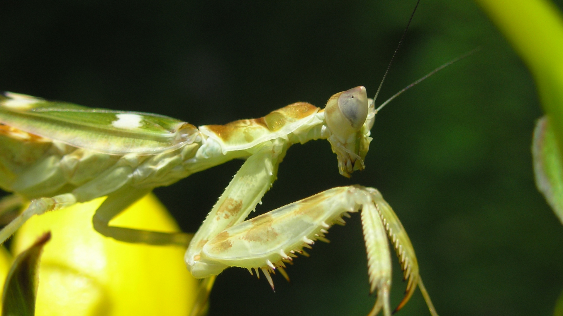 Green Praying Mantis on Yellow Flower. Wallpaper in 1920x1080 Resolution