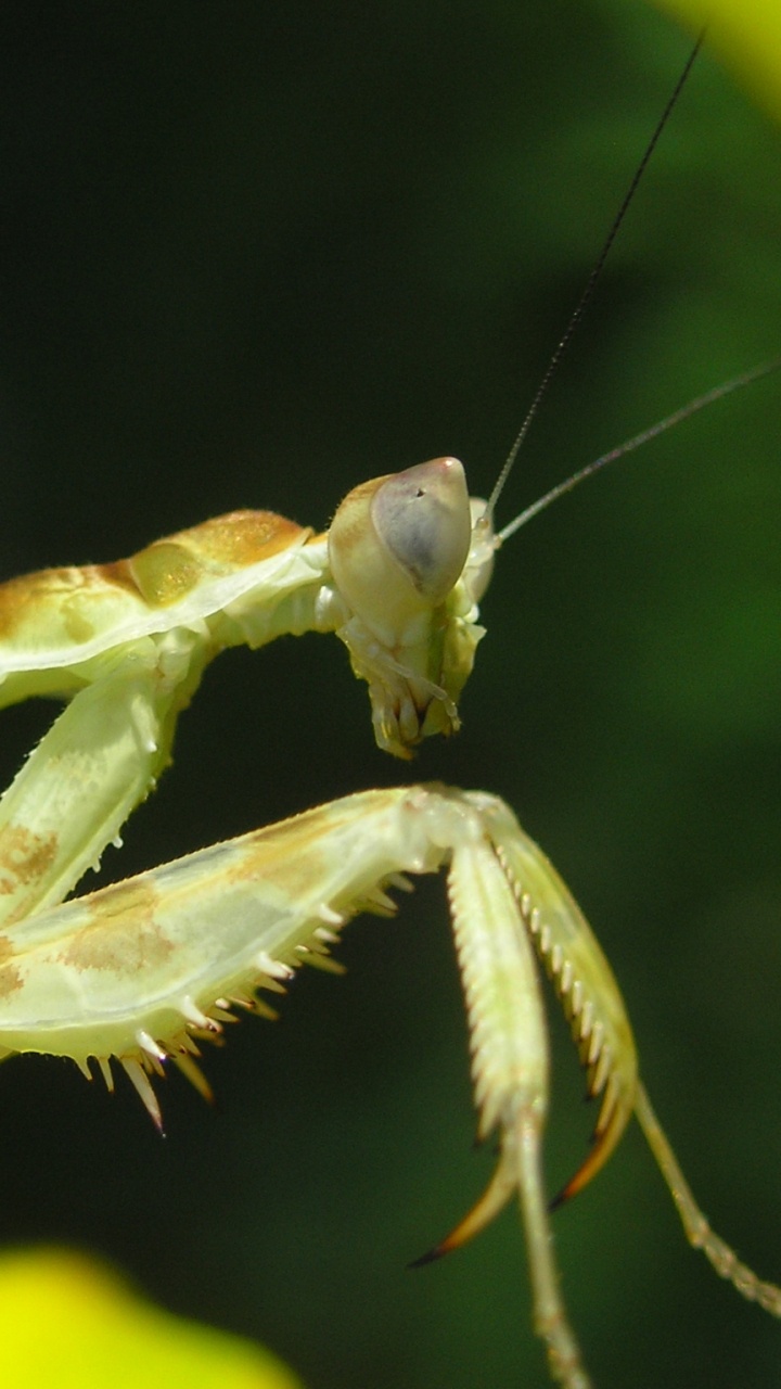 Green Praying Mantis on Yellow Flower. Wallpaper in 720x1280 Resolution