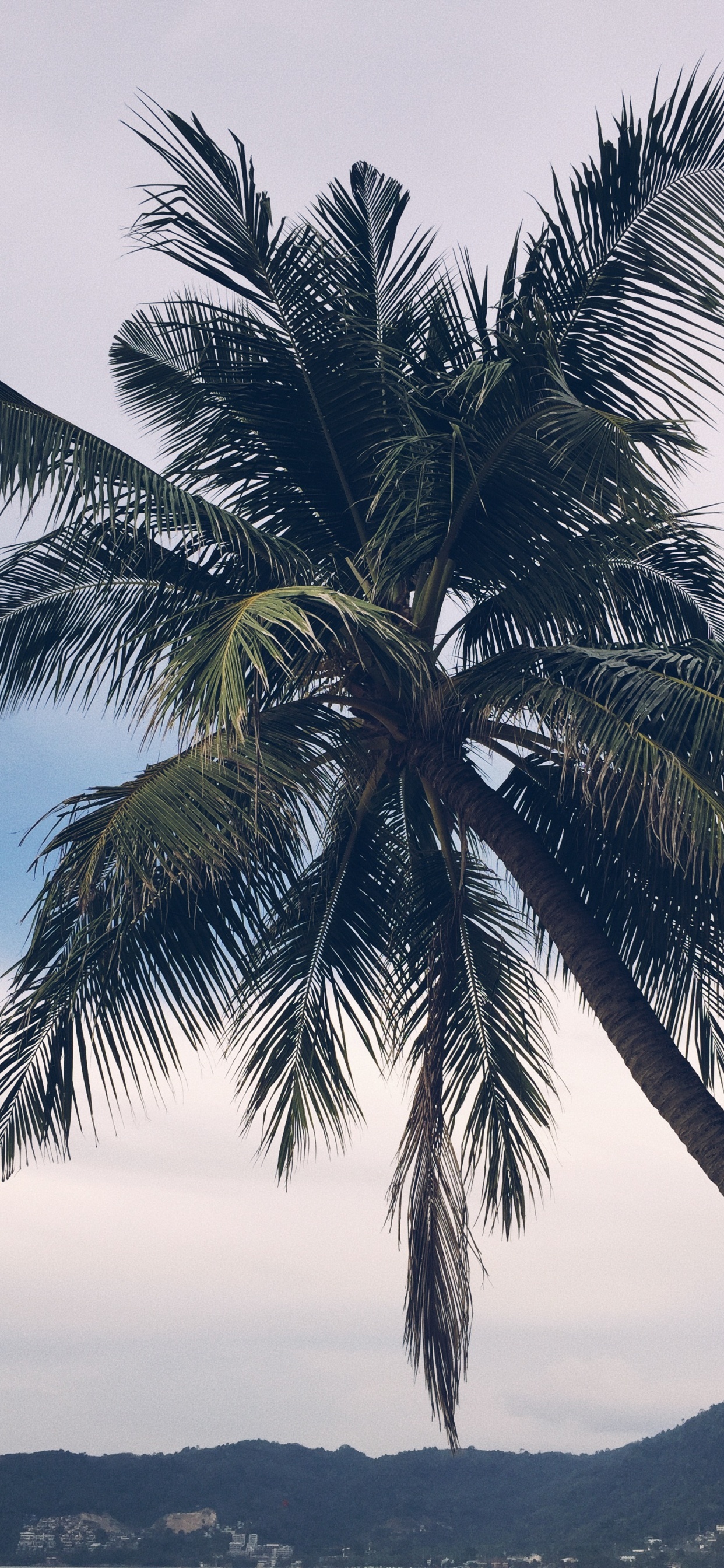 Babassu, Date Palm, Plants, Biology, Landscape. Wallpaper in 1242x2688 Resolution