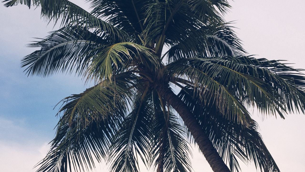 Babassu, Date Palm, Plants, Biology, Landscape. Wallpaper in 1280x720 Resolution