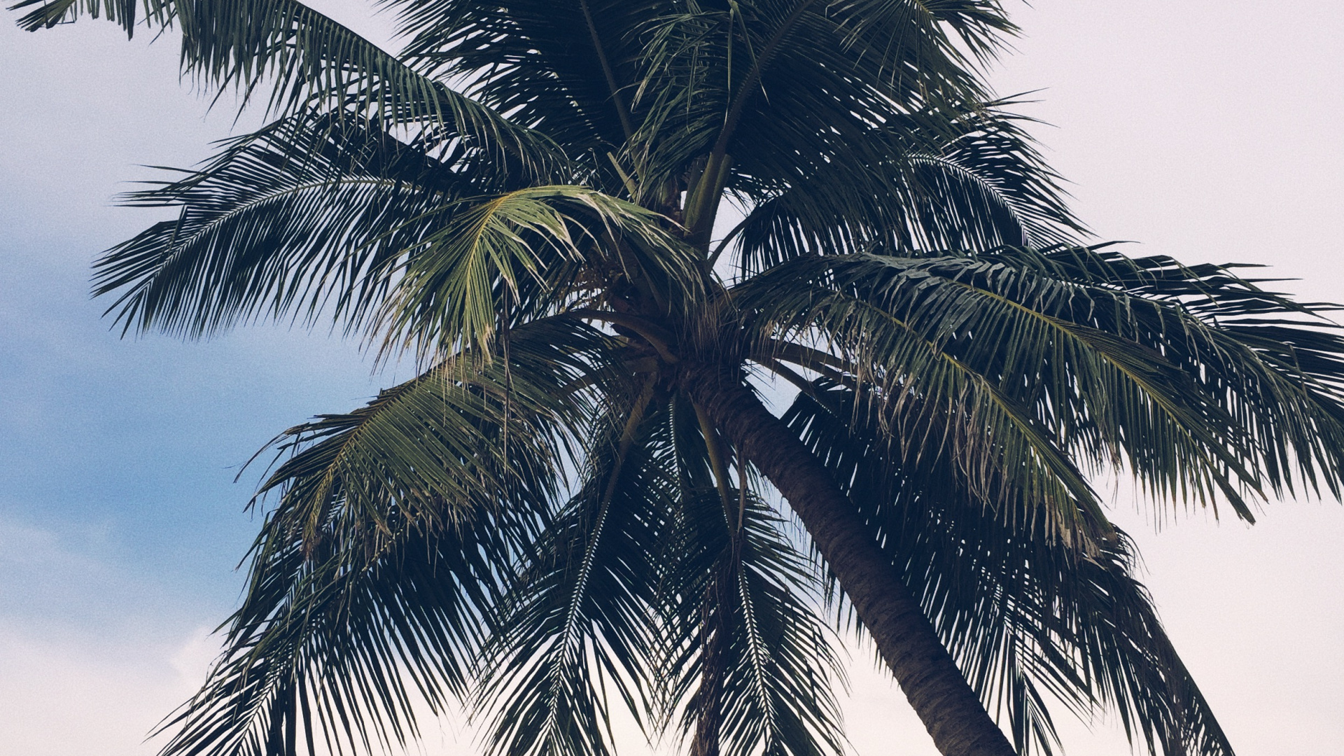 Babassu, Date Palm, Plants, Biology, Landscape. Wallpaper in 1920x1080 Resolution