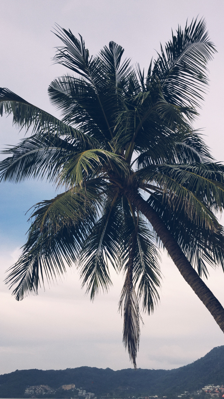 Babassu, Date Palm, Plants, Biology, Landscape. Wallpaper in 750x1334 Resolution