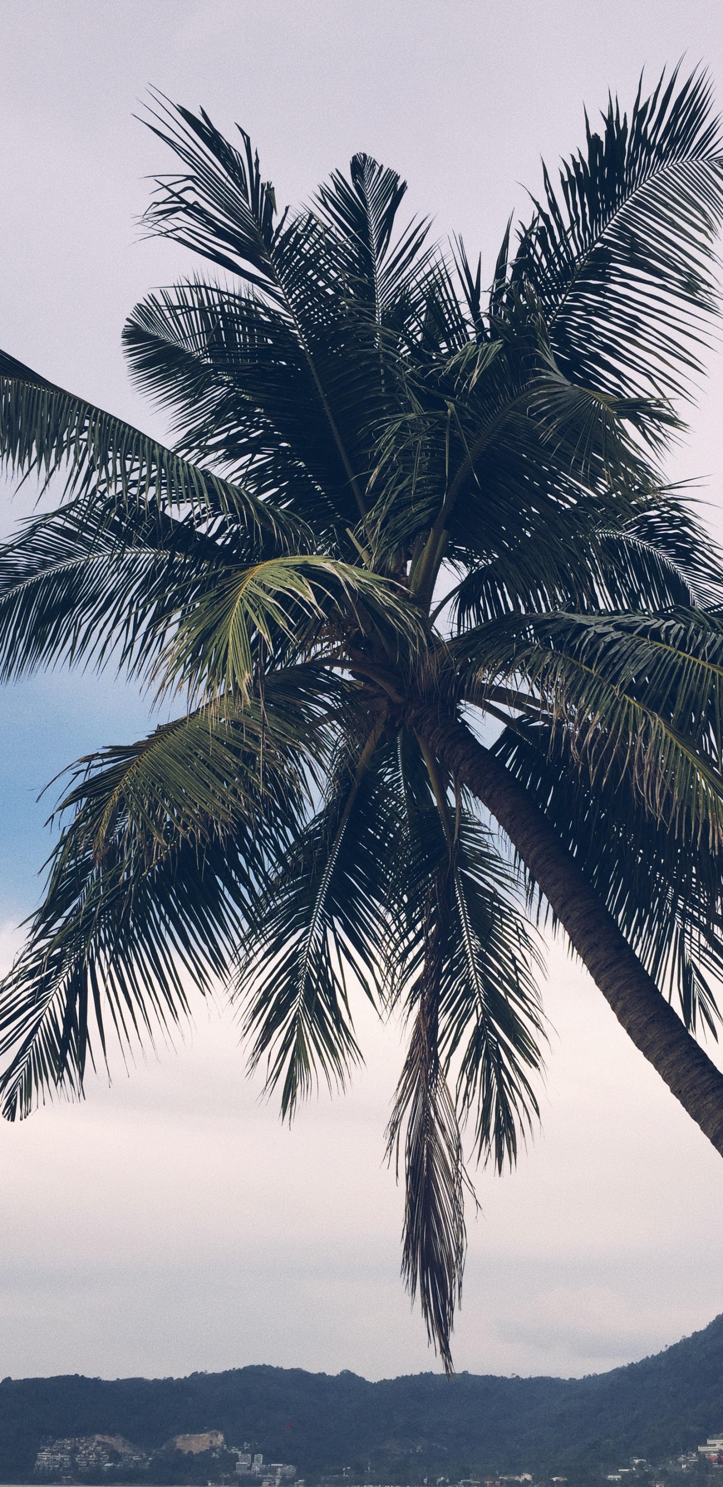 De Babassu, Dattier, Plante, Biologie, Plantes Ligneuses. Wallpaper in 1440x2960 Resolution