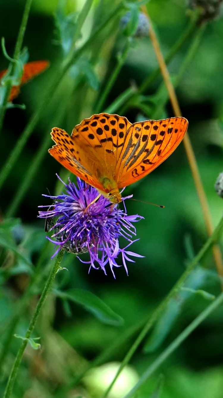 Papillon Brun et Noir Sur Fleur Violette. Wallpaper in 750x1334 Resolution