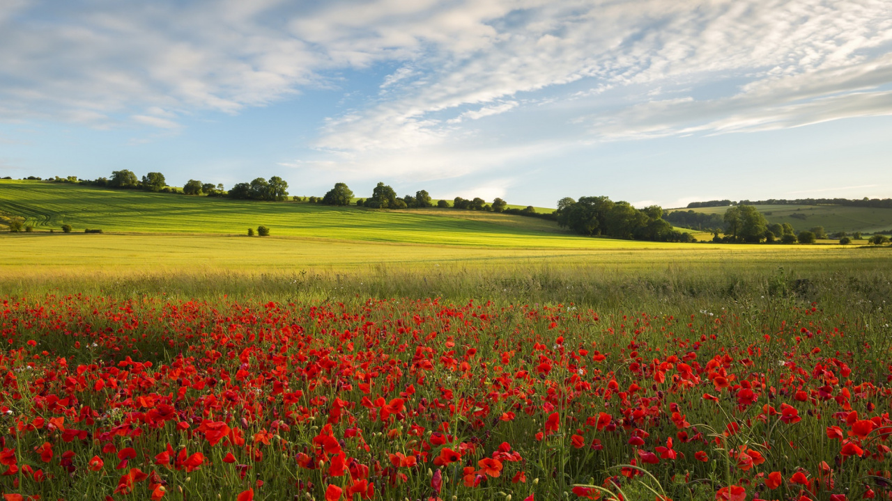 Campo de Flores Rojas Bajo un Cielo Azul Durante el Día. Wallpaper in 1280x720 Resolution