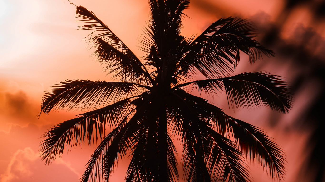 Nature, Tropique, Plantes Ligneuses, Soir, Coco. Wallpaper in 1366x768 Resolution