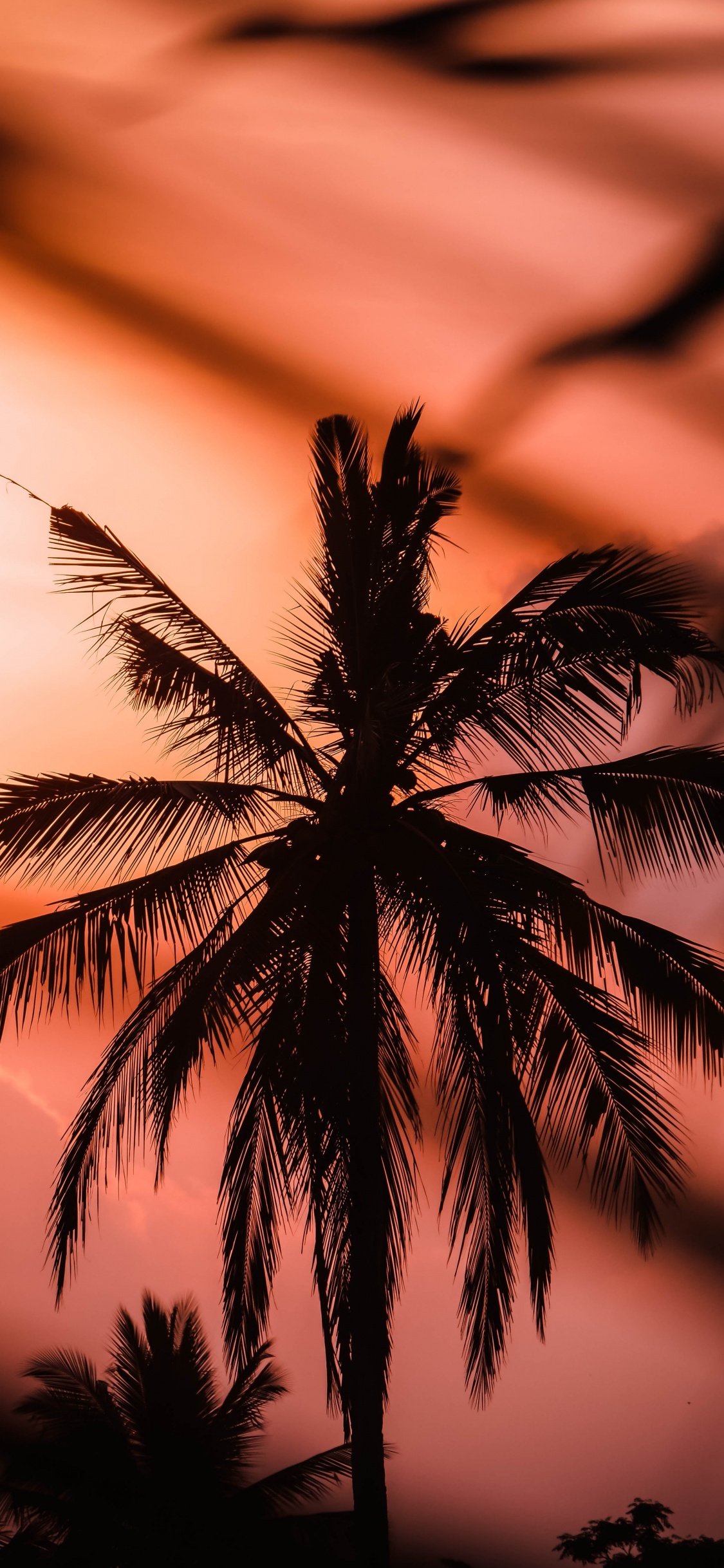 Sunset, Tree, Nature, Palm Tree, Tropics. Wallpaper in 1125x2436 Resolution