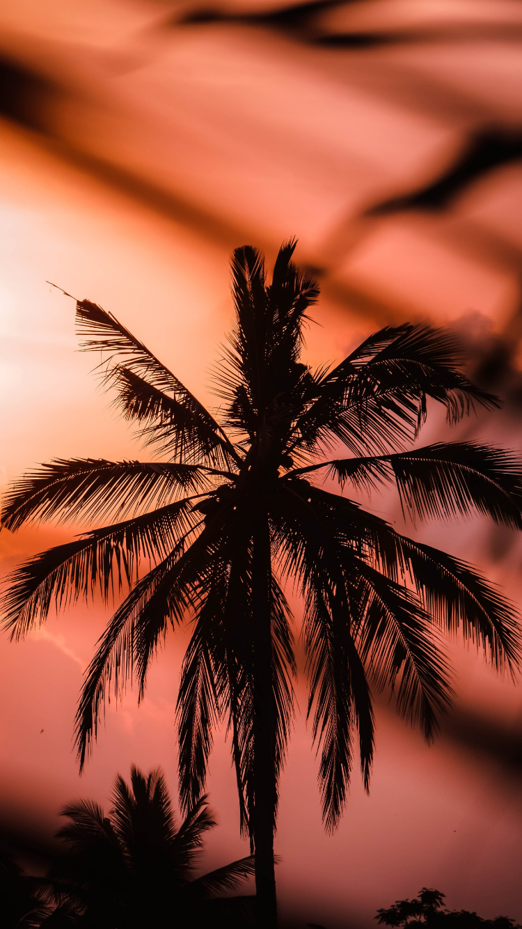 Sunset, Tree, Nature, Palm Tree, Tropics. Wallpaper in 750x1334 Resolution
