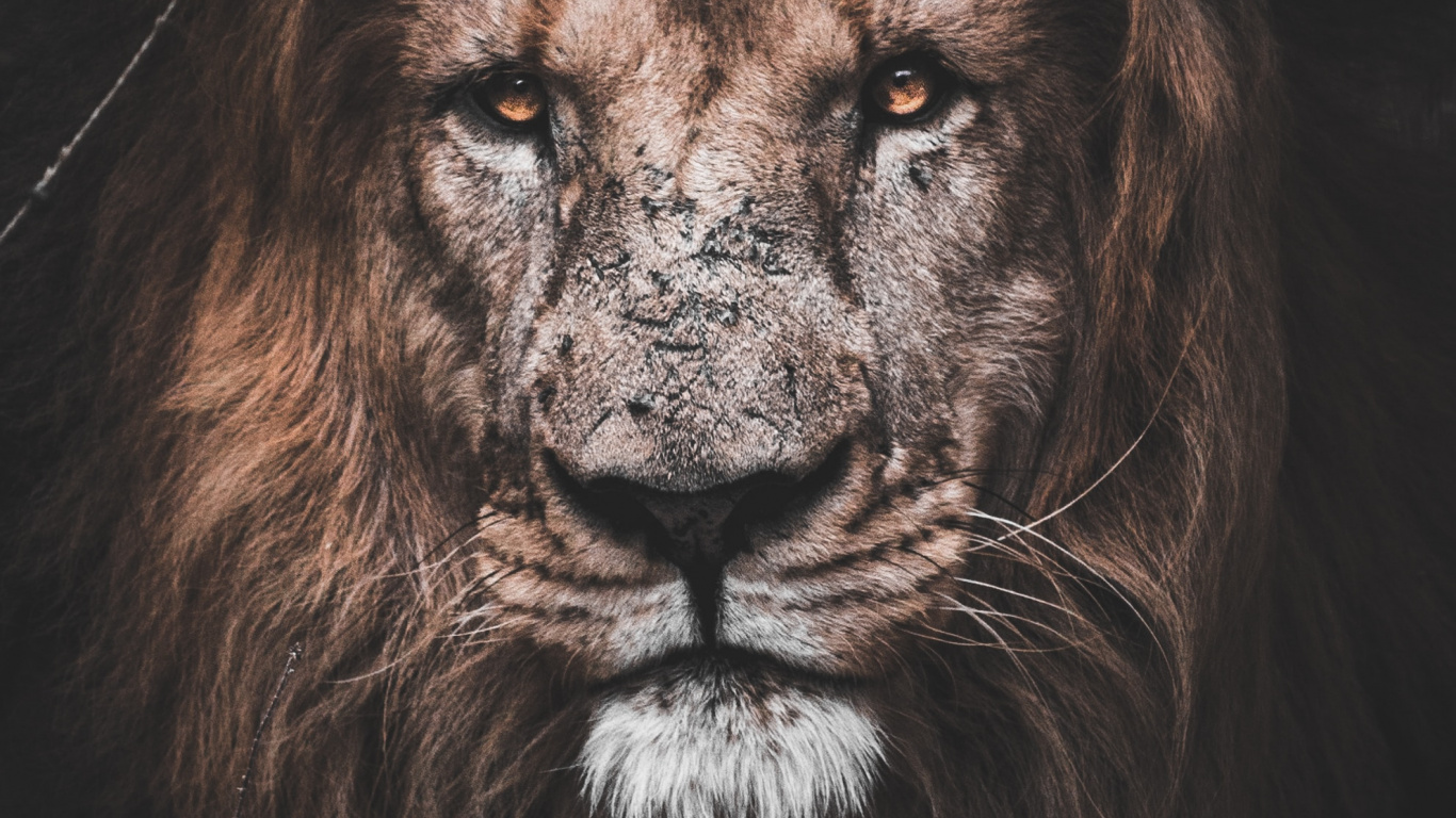 Colorful Lion wallpaper in 1366x768 resolution