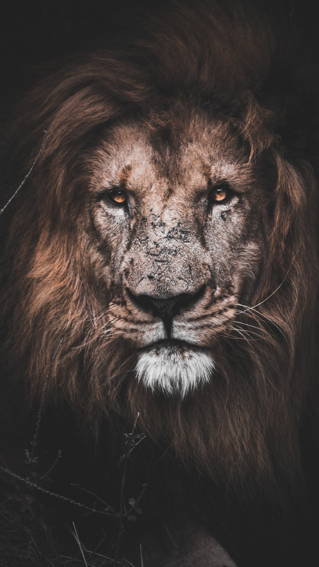 Motivierender Löwe, Lion, Motivation, Motivationszitat, Malerei. Wallpaper in 1080x1920 Resolution
