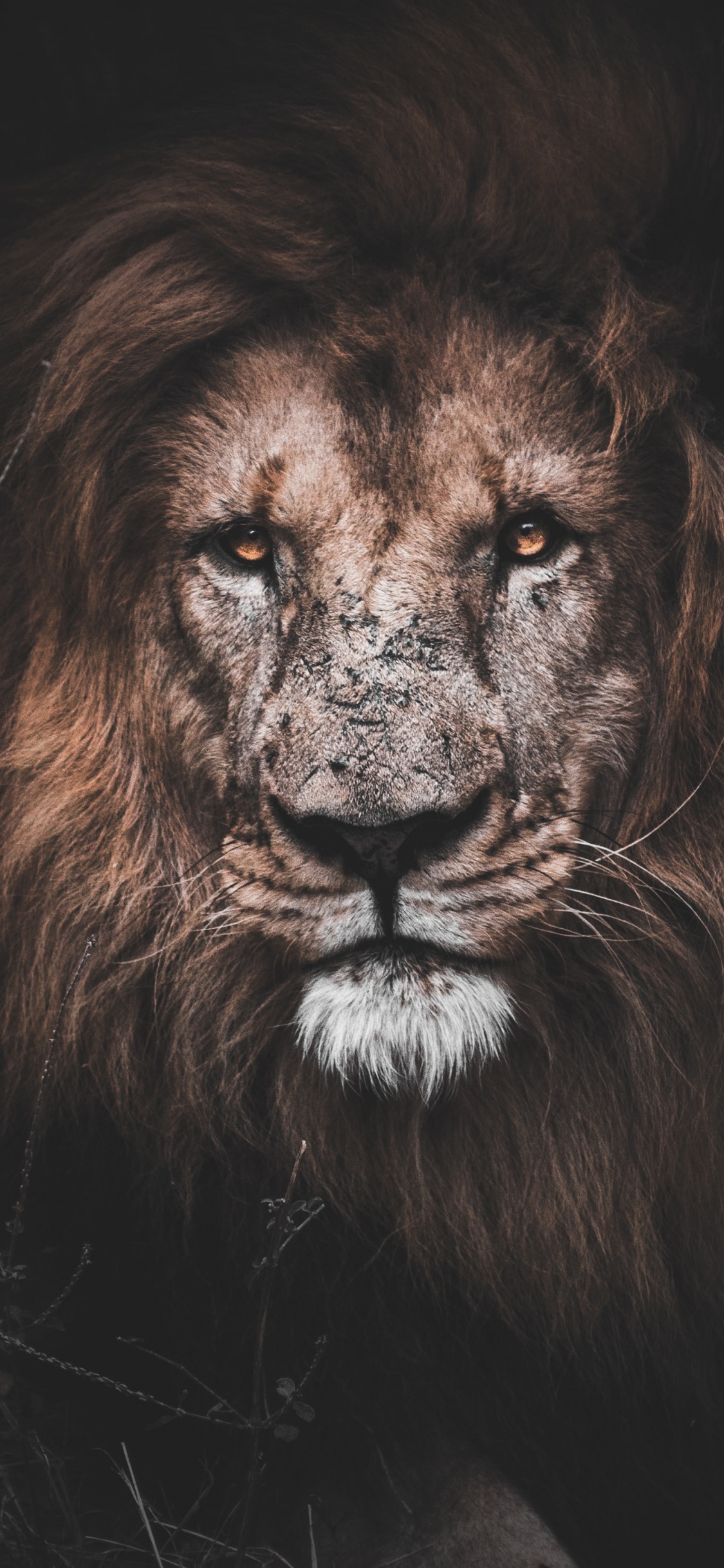 Motivierender Löwe, Lion, Motivation, Motivationszitat, Malerei. Wallpaper in 1125x2436 Resolution