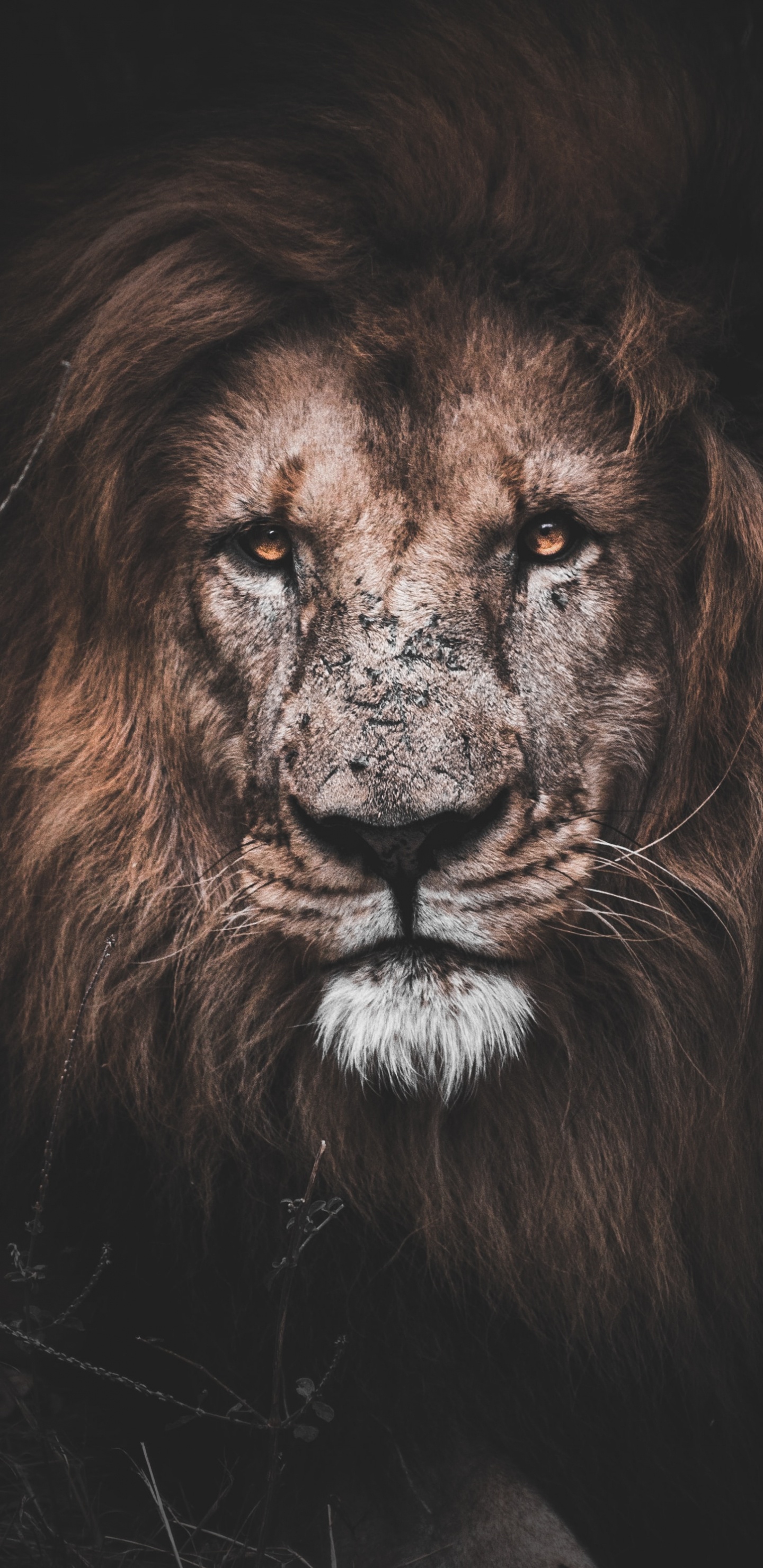 Motivierender Löwe, Lion, Motivation, Motivationszitat, Malerei. Wallpaper in 1440x2960 Resolution