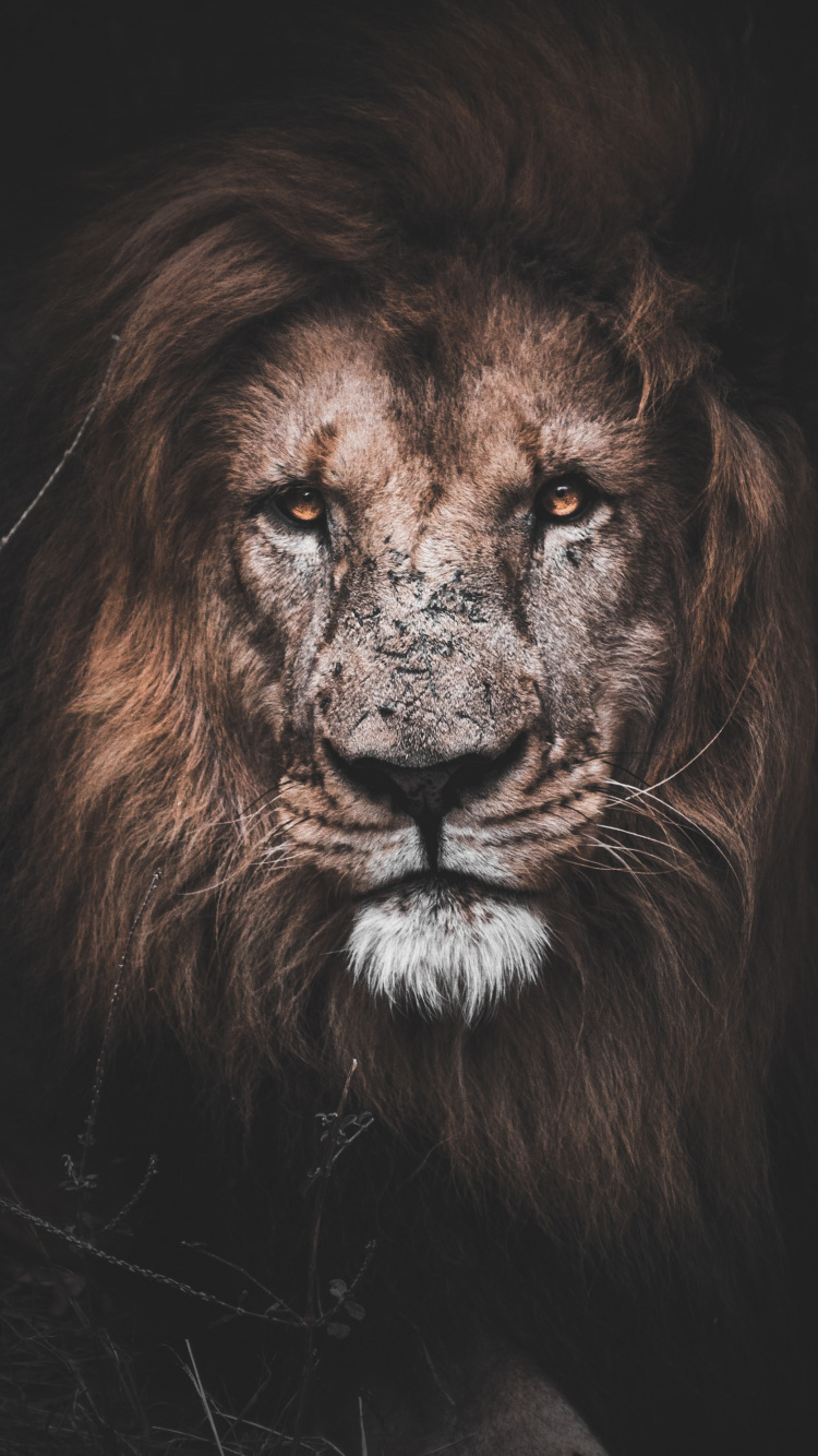 Motivierender Löwe, Lion, Motivation, Motivationszitat, Malerei. Wallpaper in 750x1334 Resolution