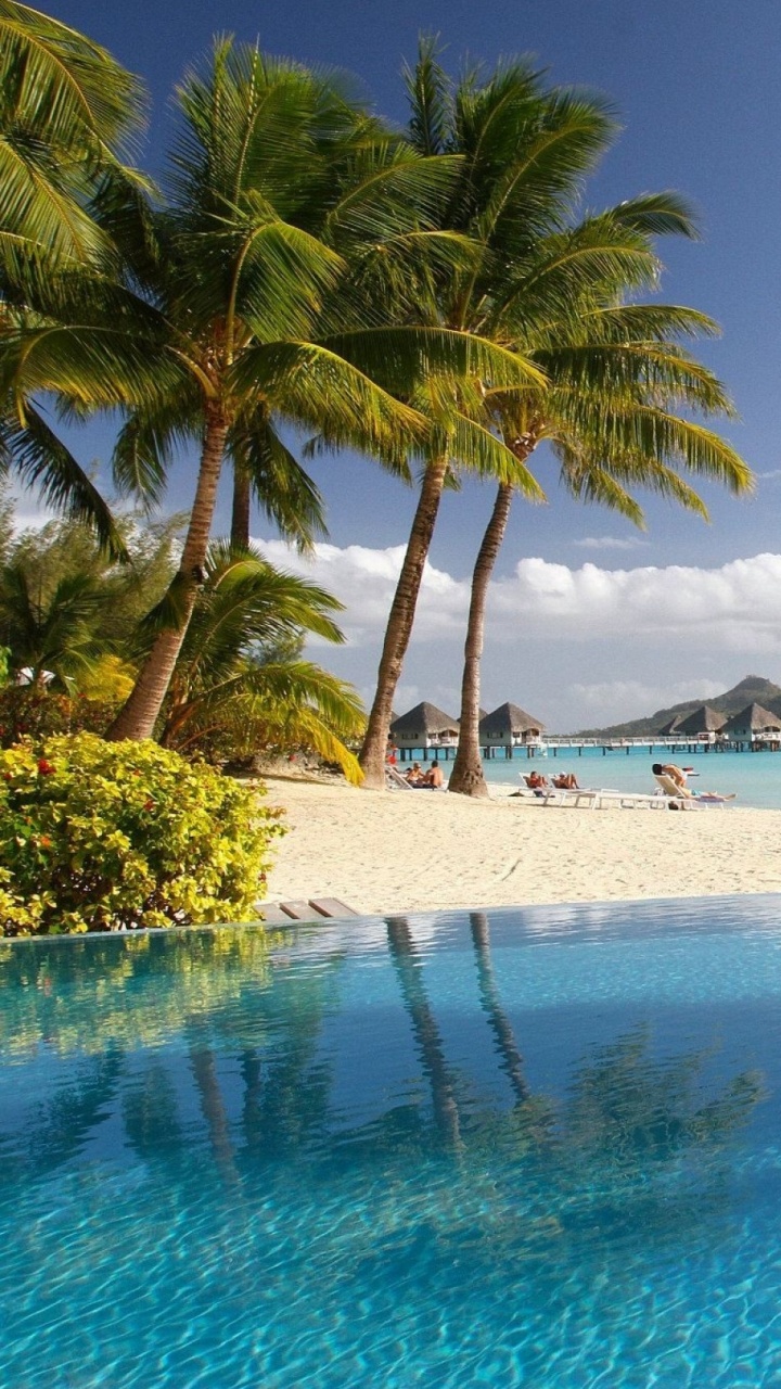 Palmier Vert Près D'un Plan D'eau Pendant la Journée. Wallpaper in 720x1280 Resolution