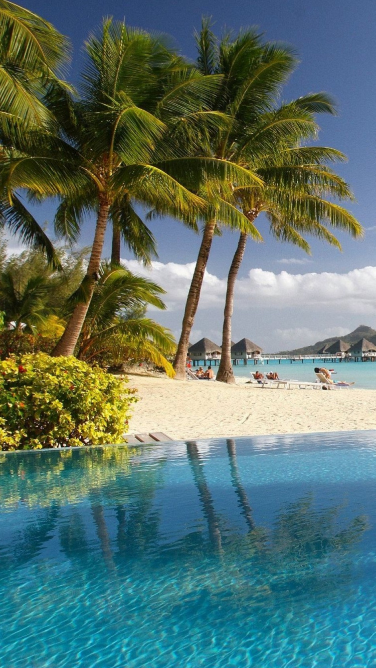 Palmier Vert Près D'un Plan D'eau Pendant la Journée. Wallpaper in 750x1334 Resolution