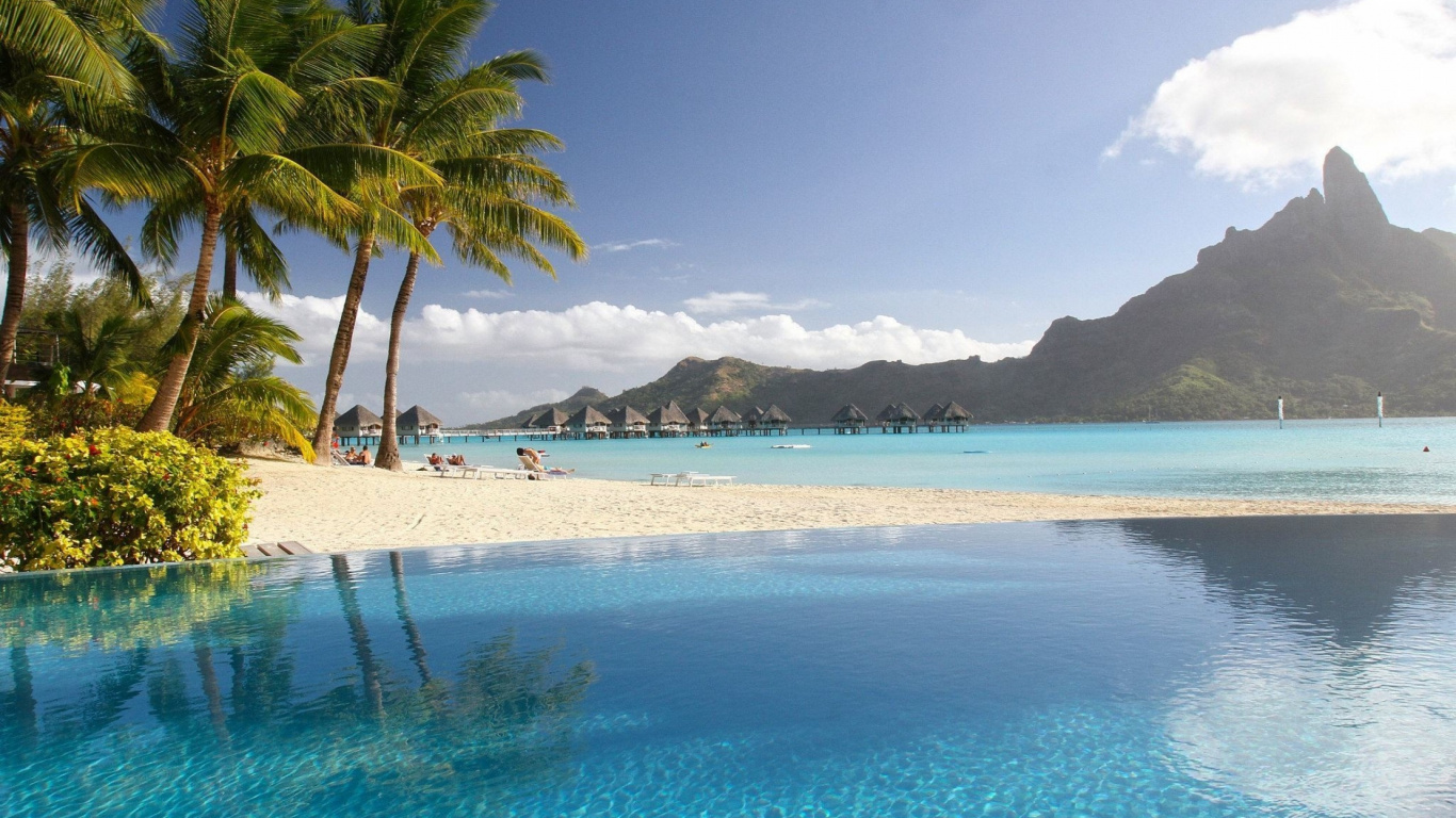 Green Palm Tree Near Body of Water During Daytime. Wallpaper in 1366x768 Resolution