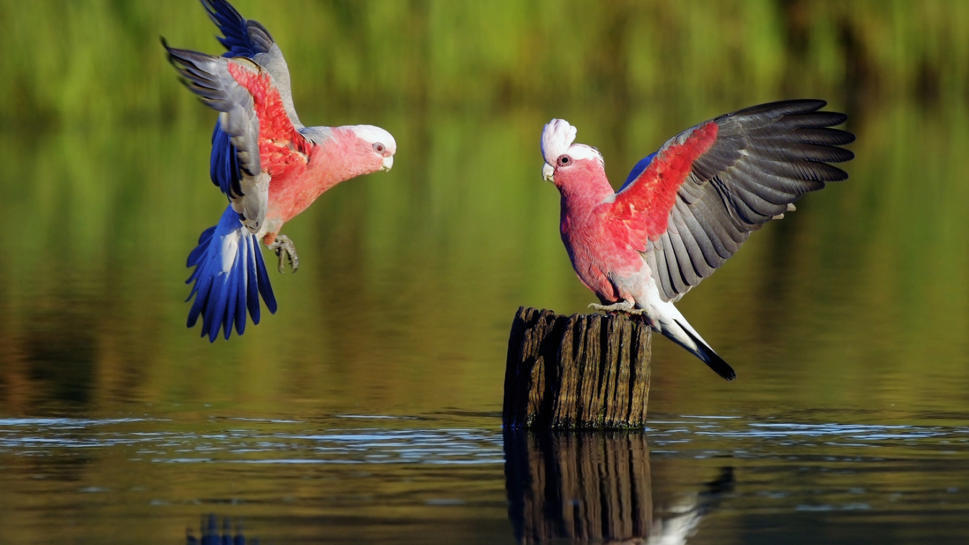 Red and White Bird on Brown Wooden Post. Wallpaper in 1920x1080 Resolution