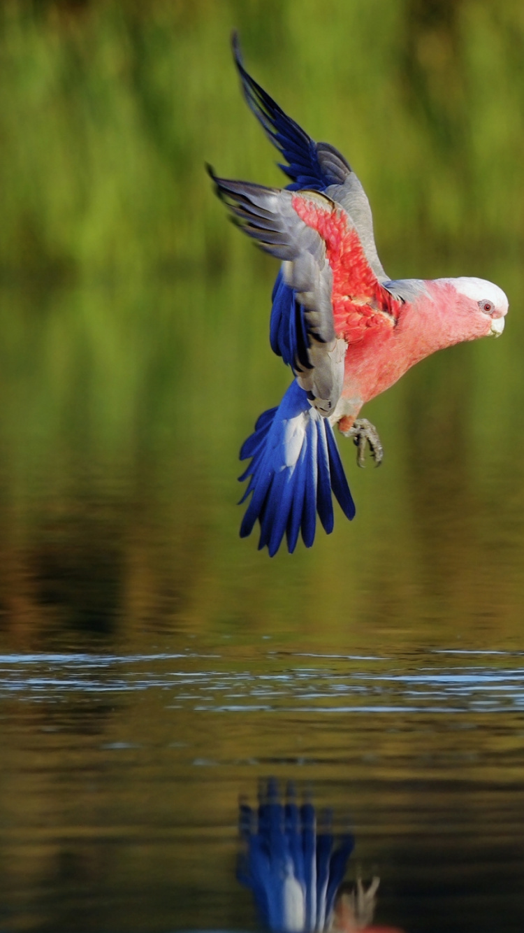Red and White Bird on Brown Wooden Post. Wallpaper in 750x1334 Resolution