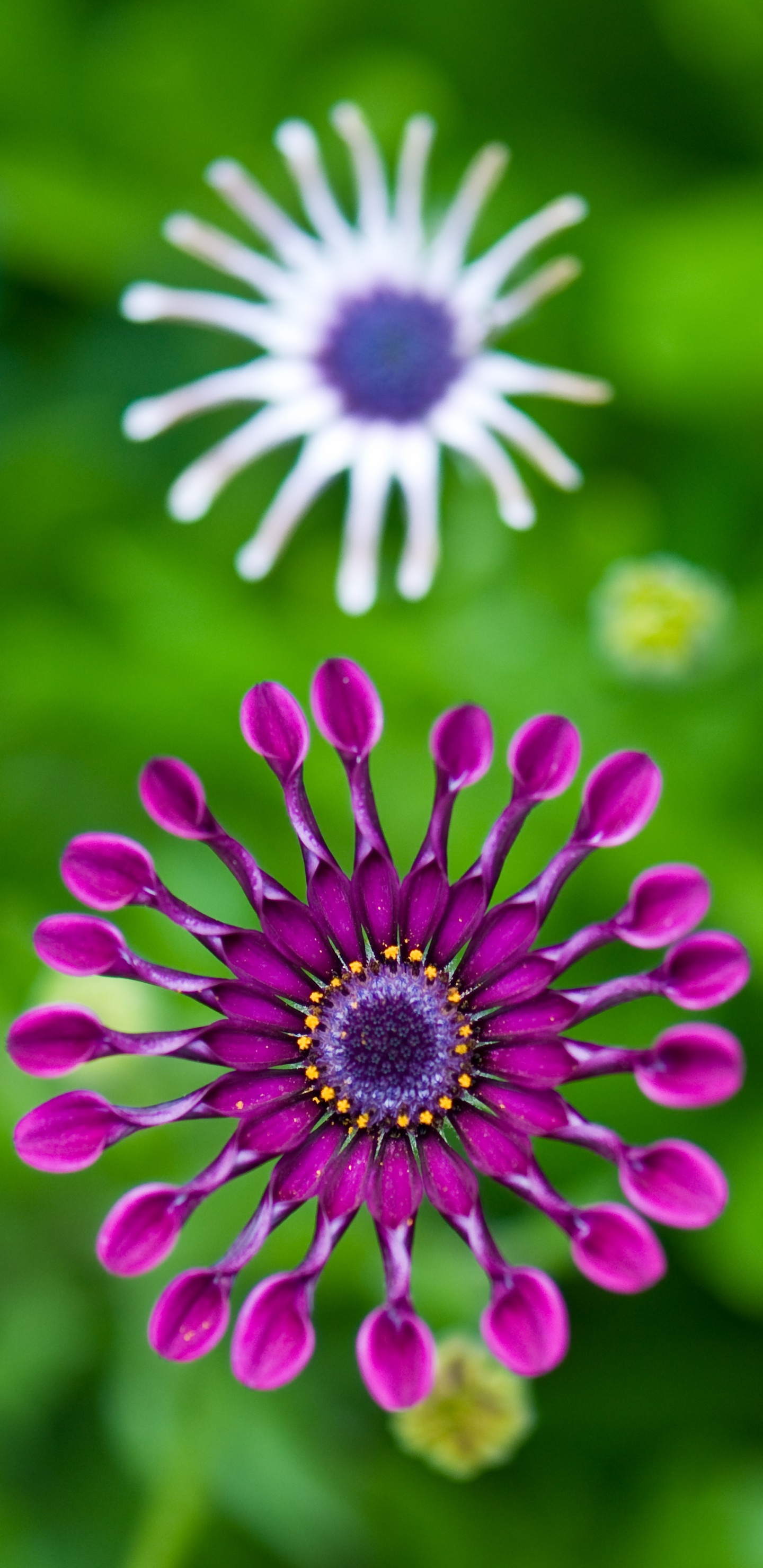 Transvaal Daisy, Gr, Blütenblatt, Purpur, Pink. Wallpaper in 1440x2960 Resolution