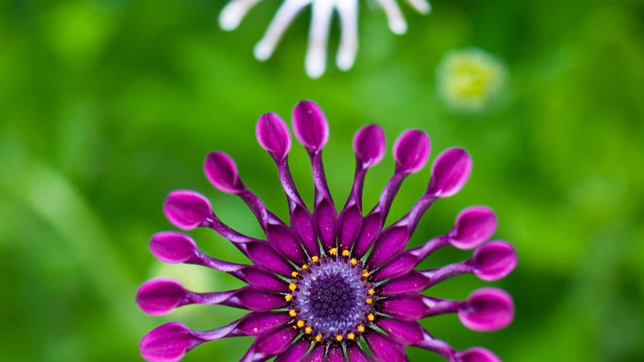 Transvaal Daisy, Verde, Pétalo, Morado, Rosa. Wallpaper in 1280x720 Resolution