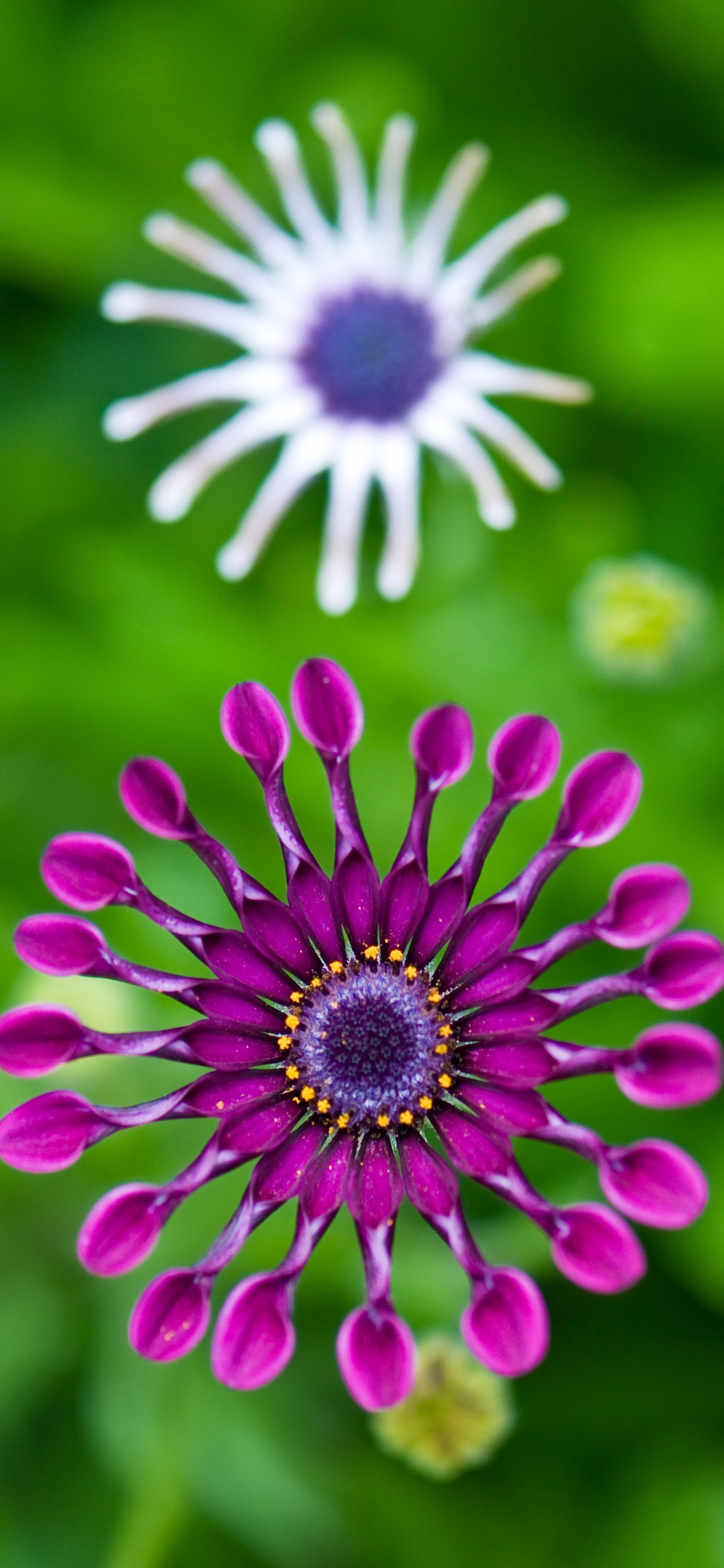 Transvaal菊花, 绿色的, 紫色的, 粉红色, 非洲雏菊 壁纸 1242x2688 允许