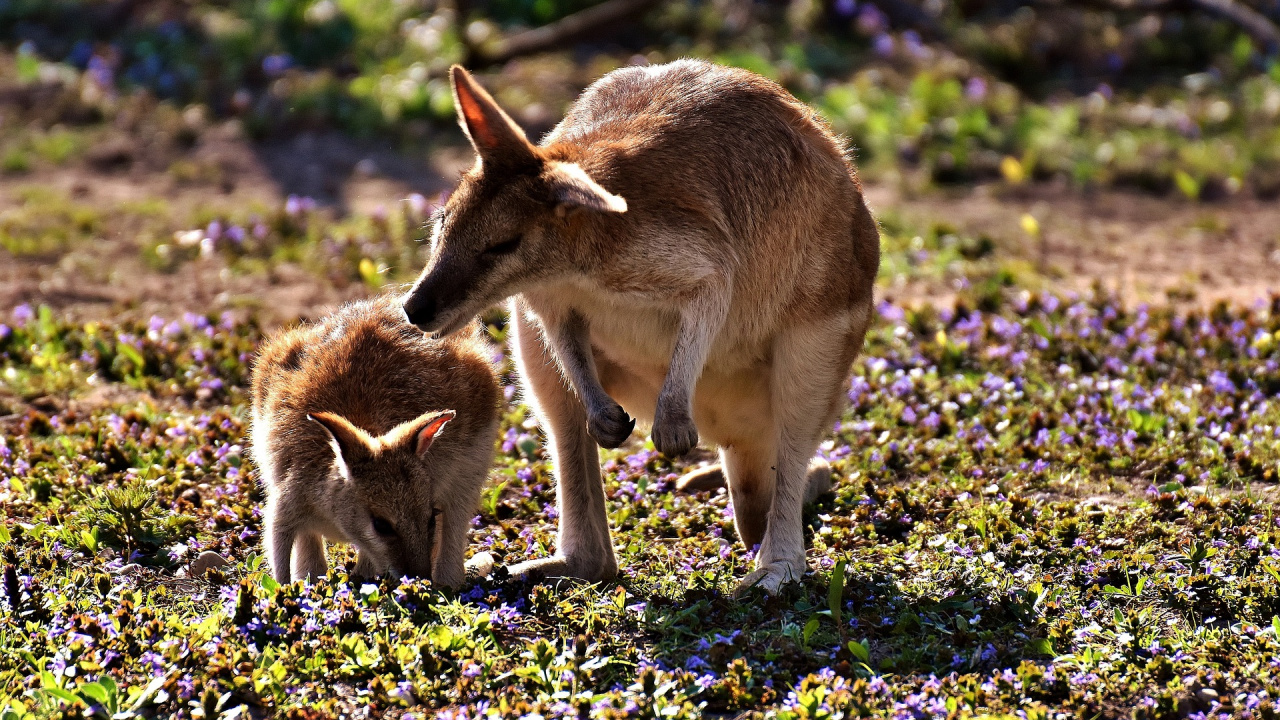 Brown Kangaroo on Green Grass During Daytime. Wallpaper in 1280x720 Resolution