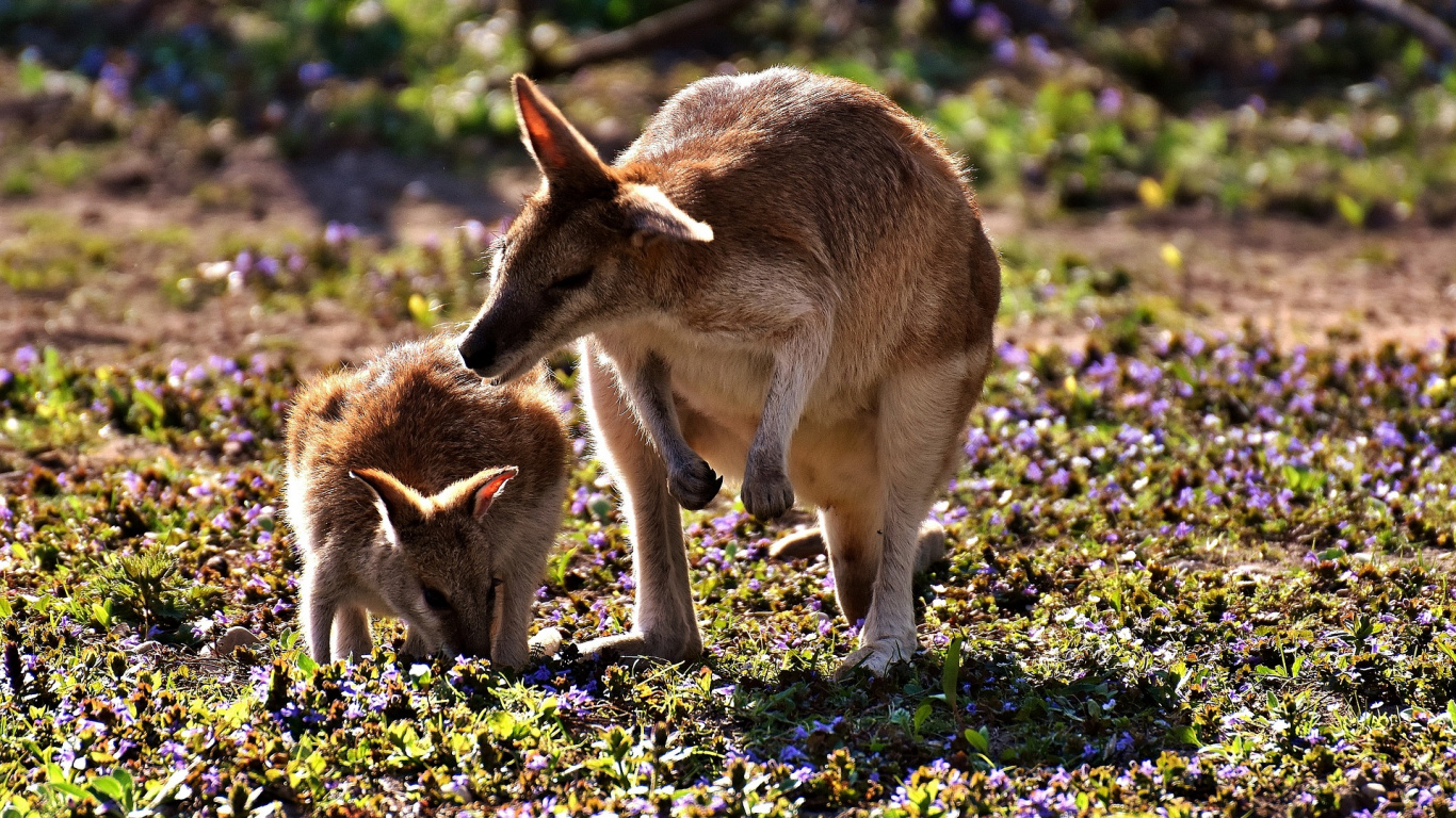 Brown Kangaroo on Green Grass During Daytime. Wallpaper in 1366x768 Resolution