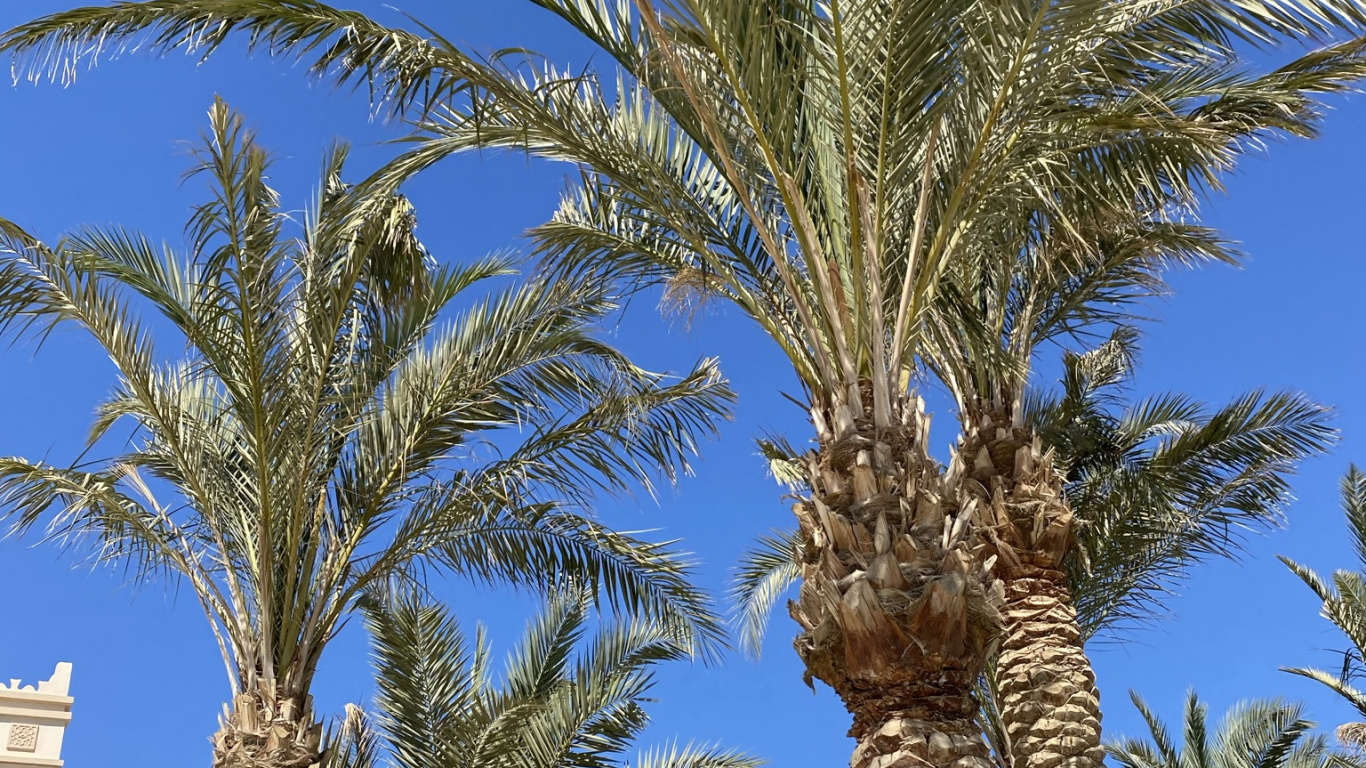 Date Palm, Babassu, Palm Trees, Daytime, Plant. Wallpaper in 1366x768 Resolution